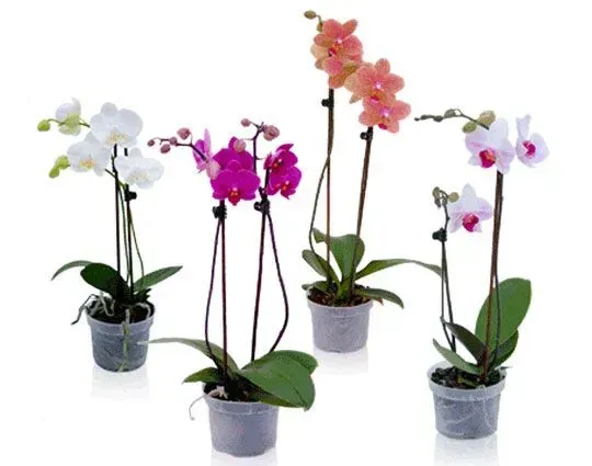 Five potted Phalaenopsis orchids in white, pink, and orange blooms.