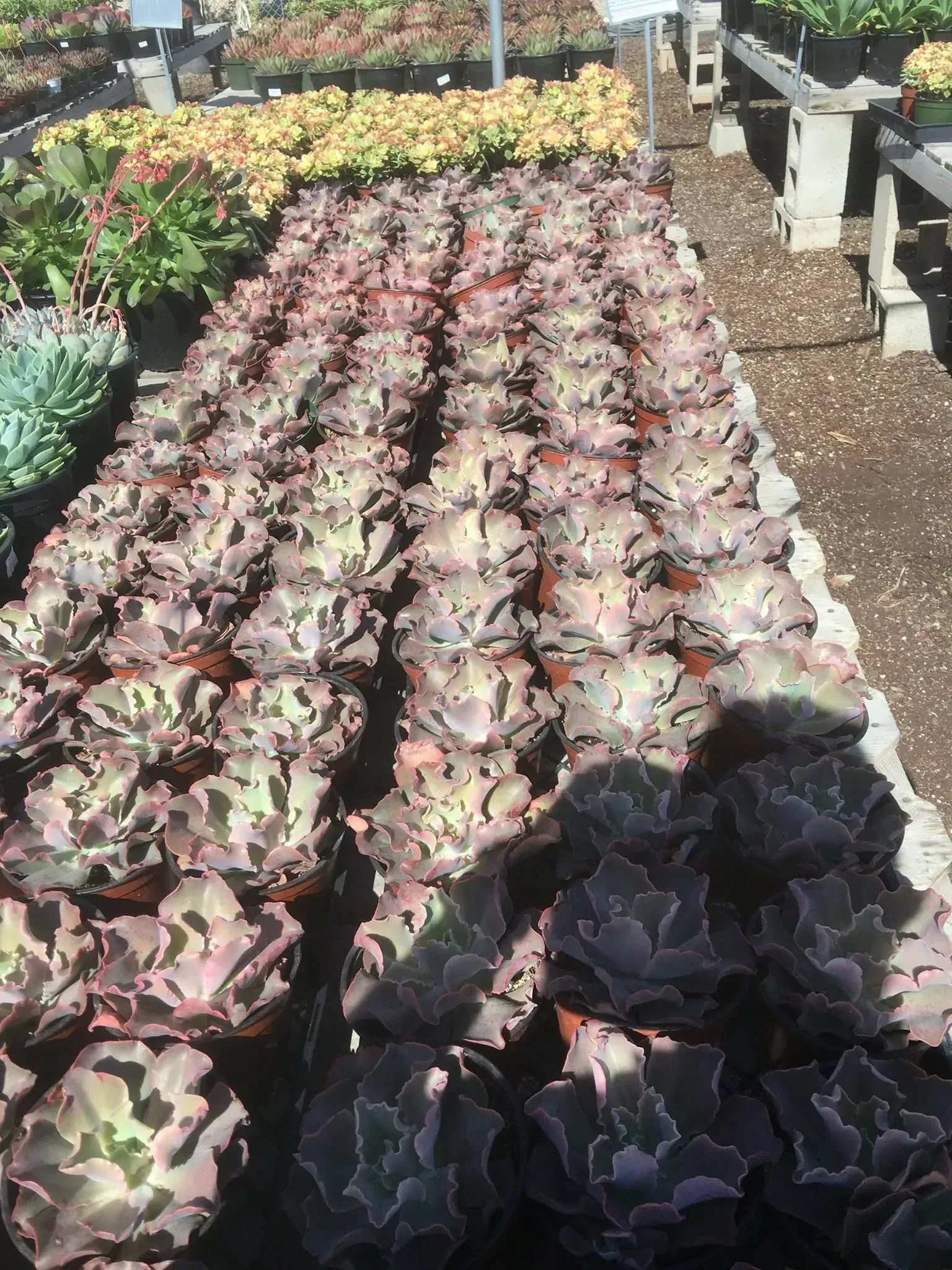 Rows of potted succulent plants, mostly purple-gray with textured leaves, in a nursery setting.