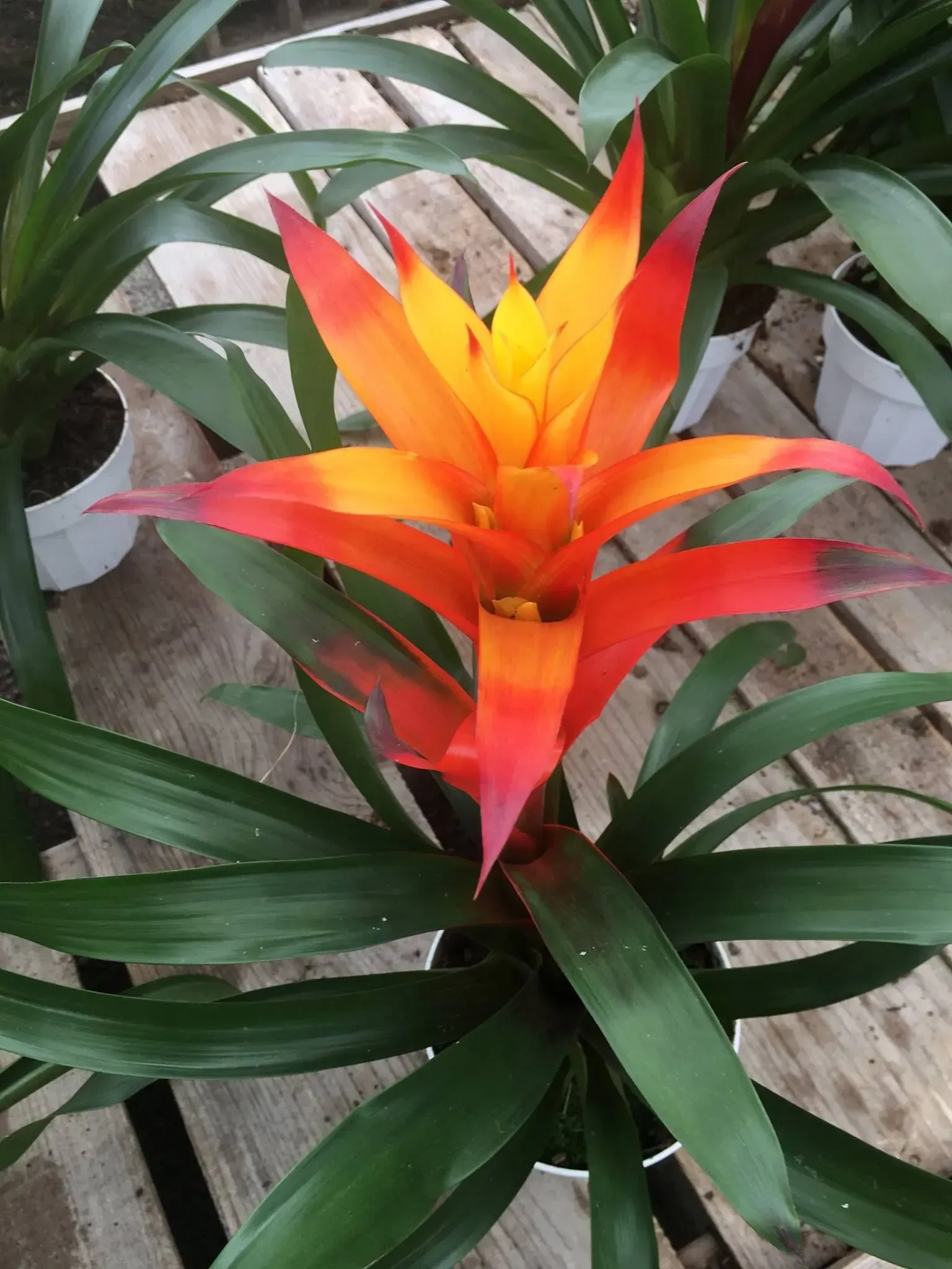Bromeliad plant with vibrant orange-red flower and green leaves in a white pot.