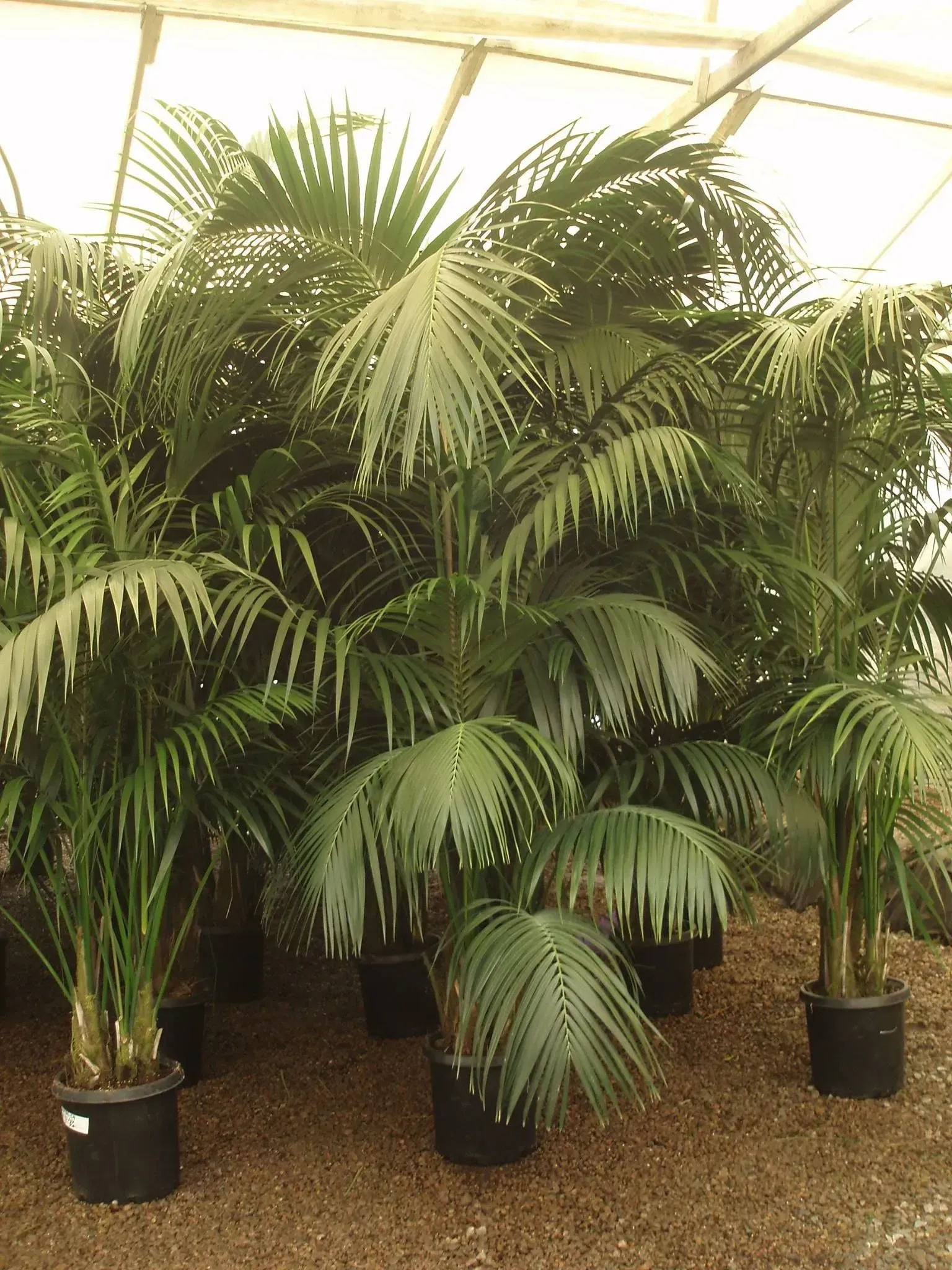 Greenhouse with multiple potted palm plants.