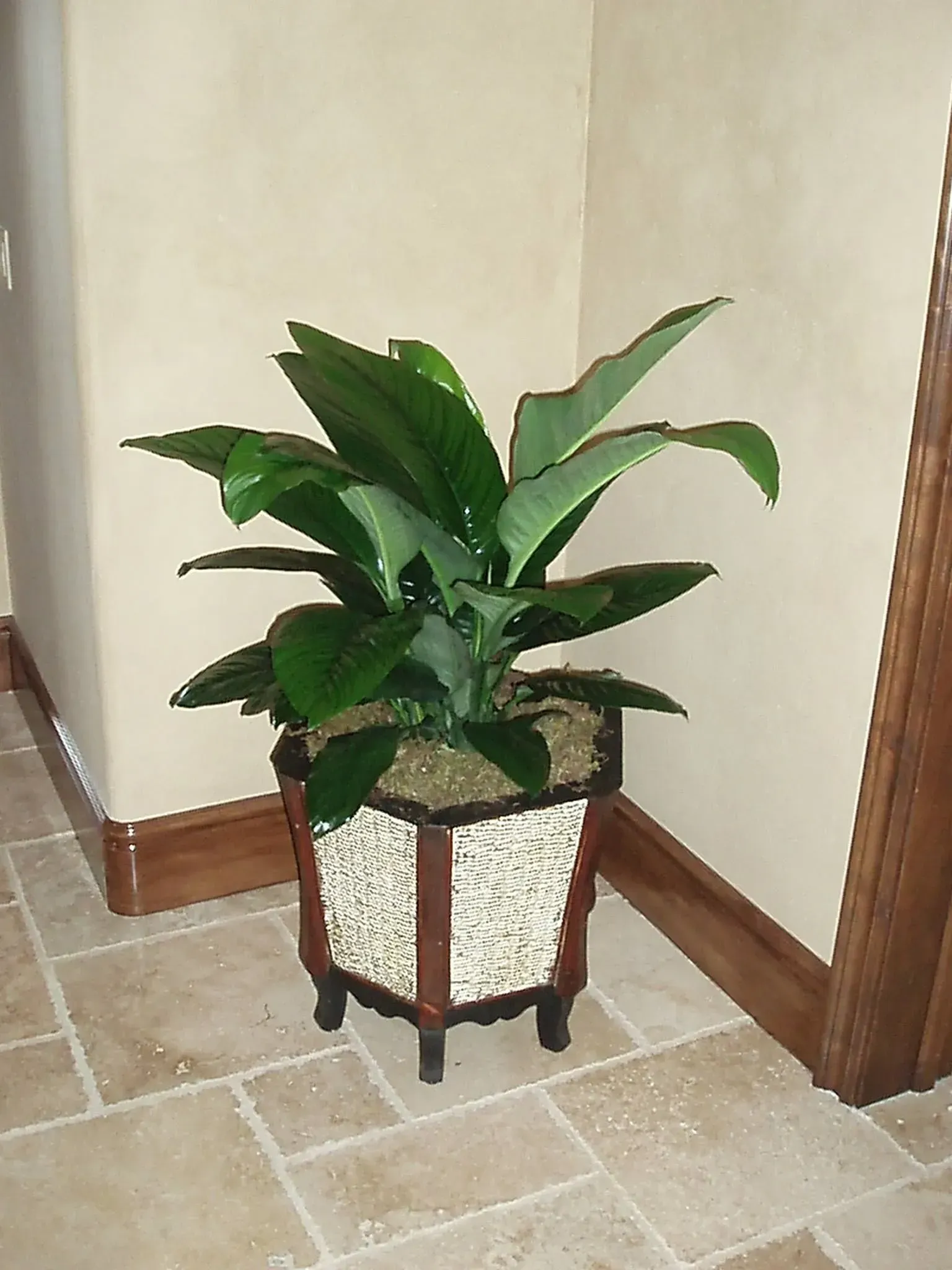 Plant in decorative pot, placed on tiled floor near corner with wood trim and painted beige walls.