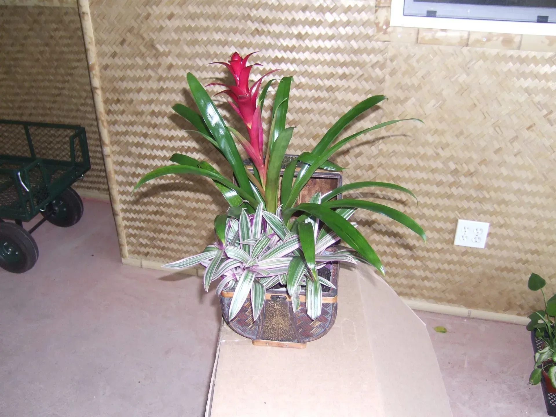 Red-flowered bromeliad plant in a brown woven pot; setting is a room with woven walls.