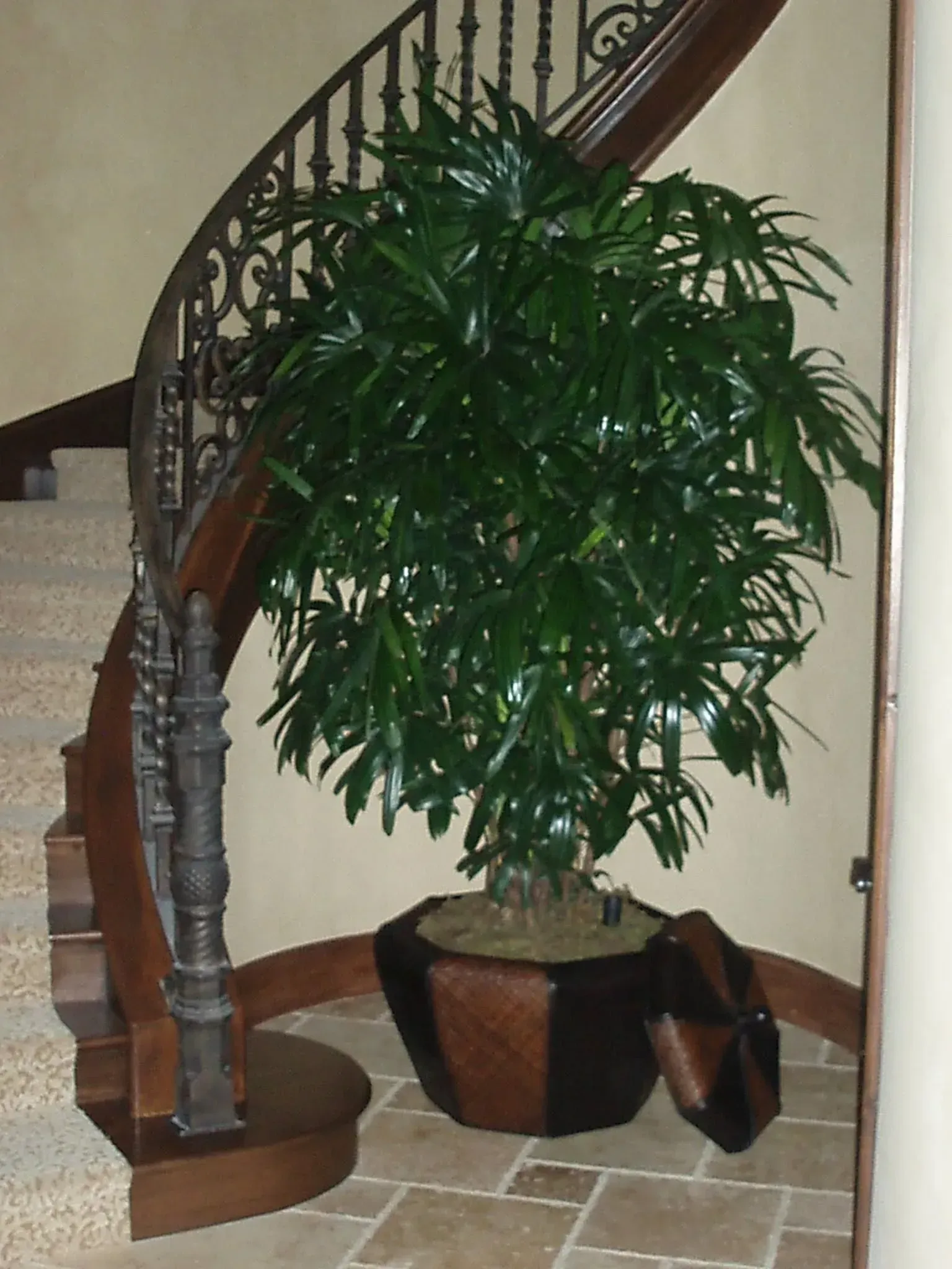 Large leafy plant in a decorative pot by a dark wooden curved staircase.