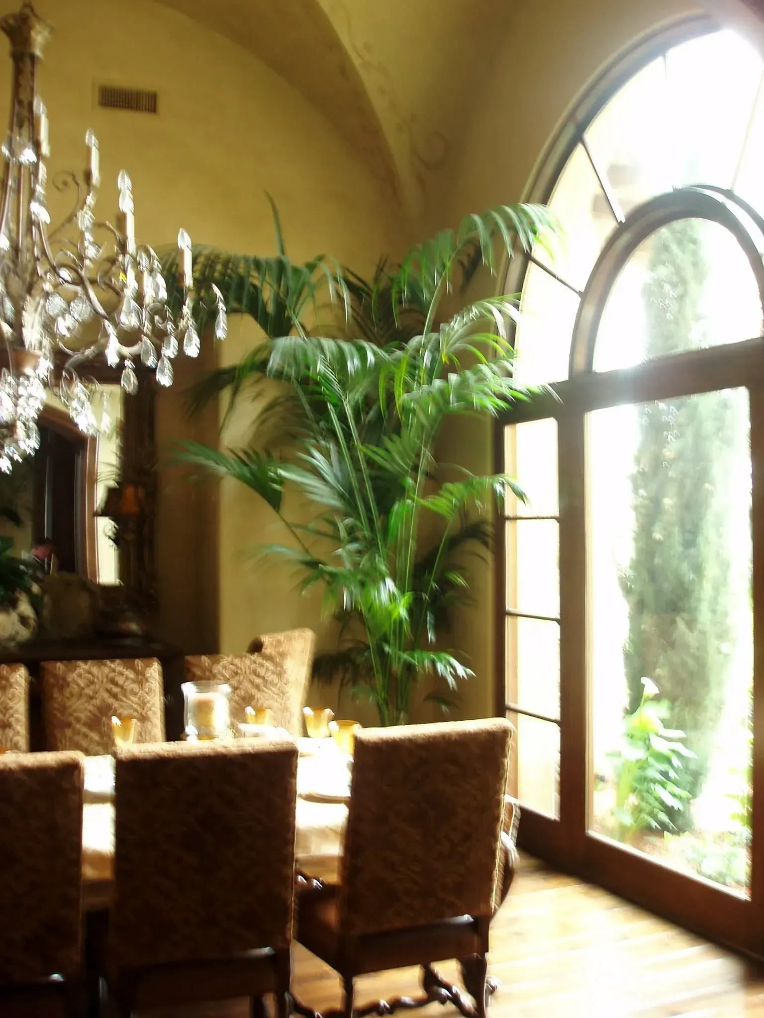 Formal dining room with large arched window and tall palm plant. Brown chairs around a table. Chandelier hangs from ceiling.