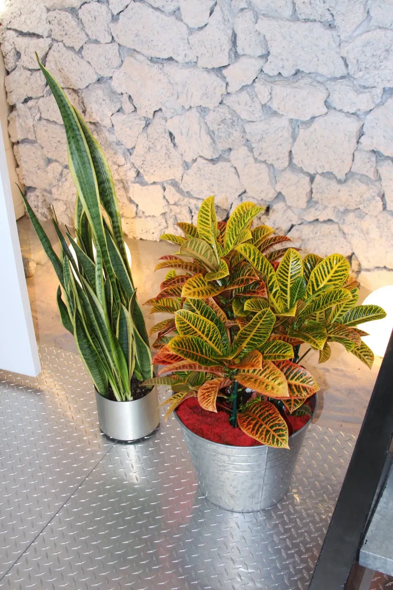 Two potted plants: a tall snake plant and a colorful croton, against a stone wall.