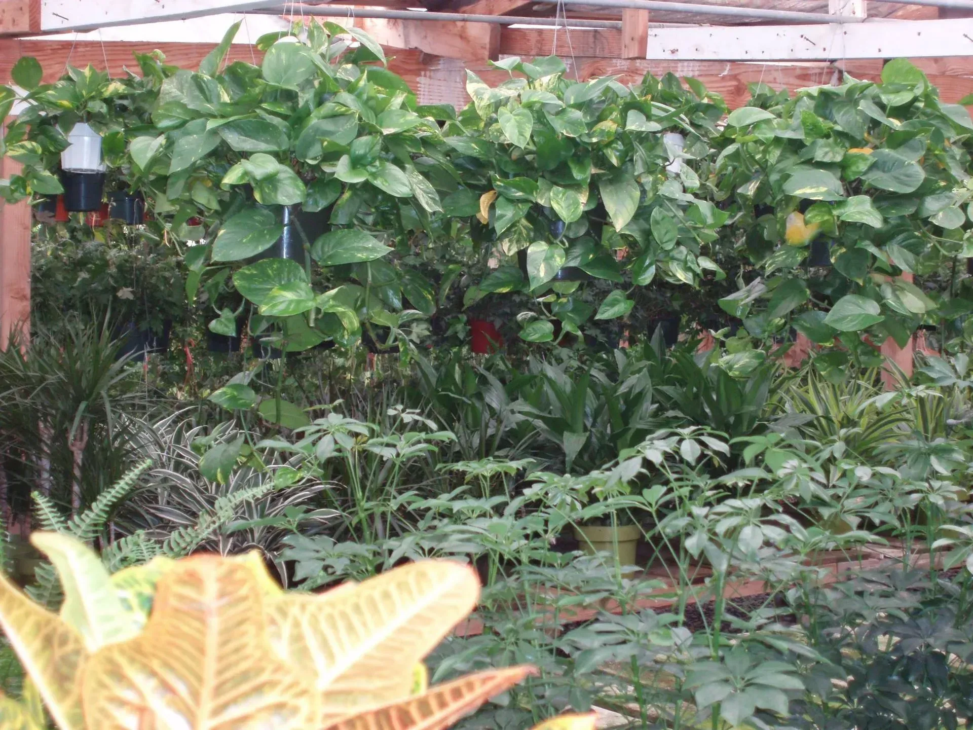 Greenhouse interior with various potted plants and hanging vines.