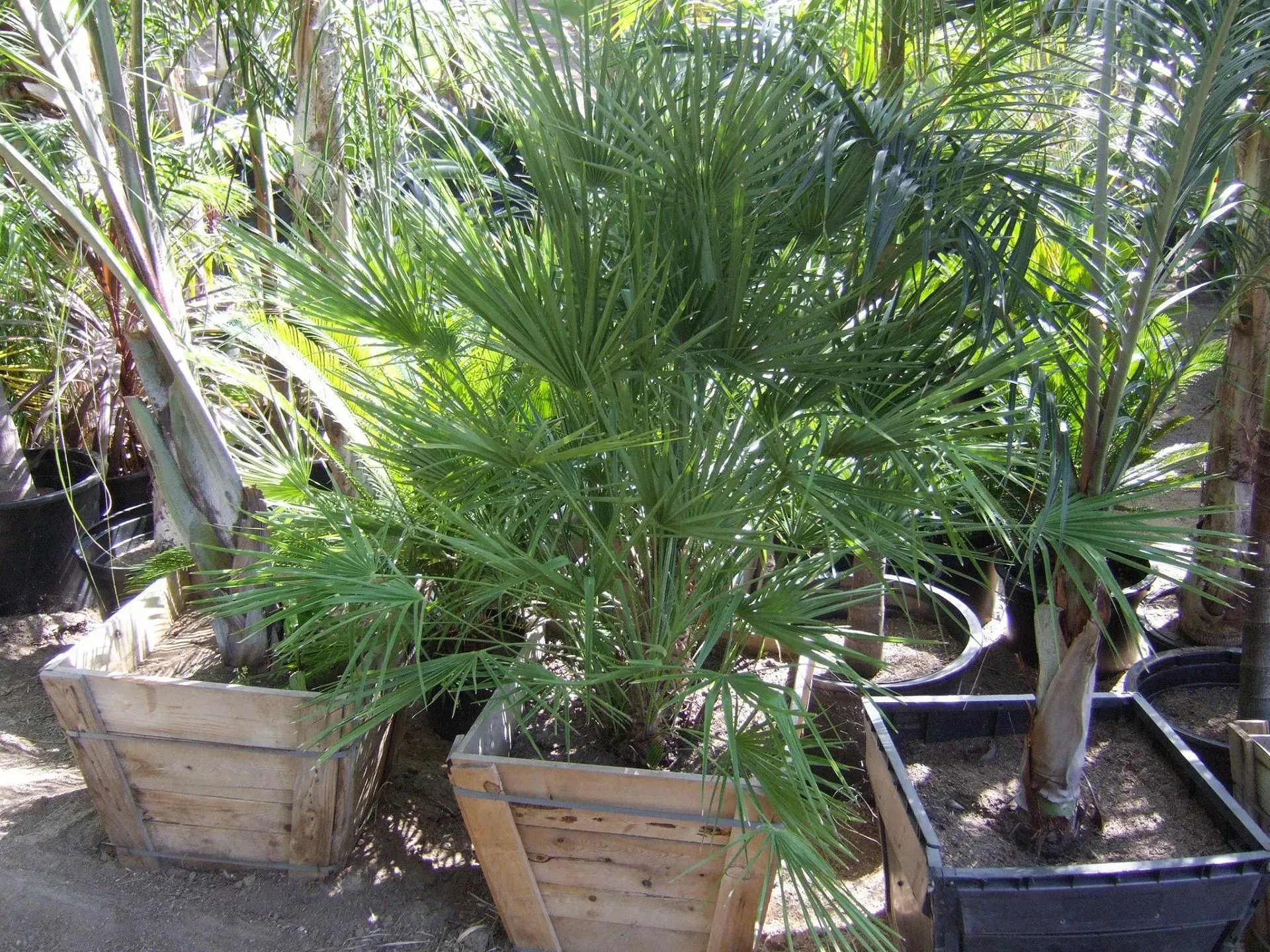 Several palm trees in wooden and black planters.