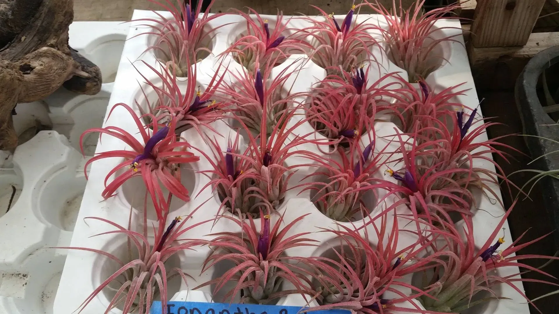 Arrangement of vibrant pink air plants with purple flower spikes in a white tray.