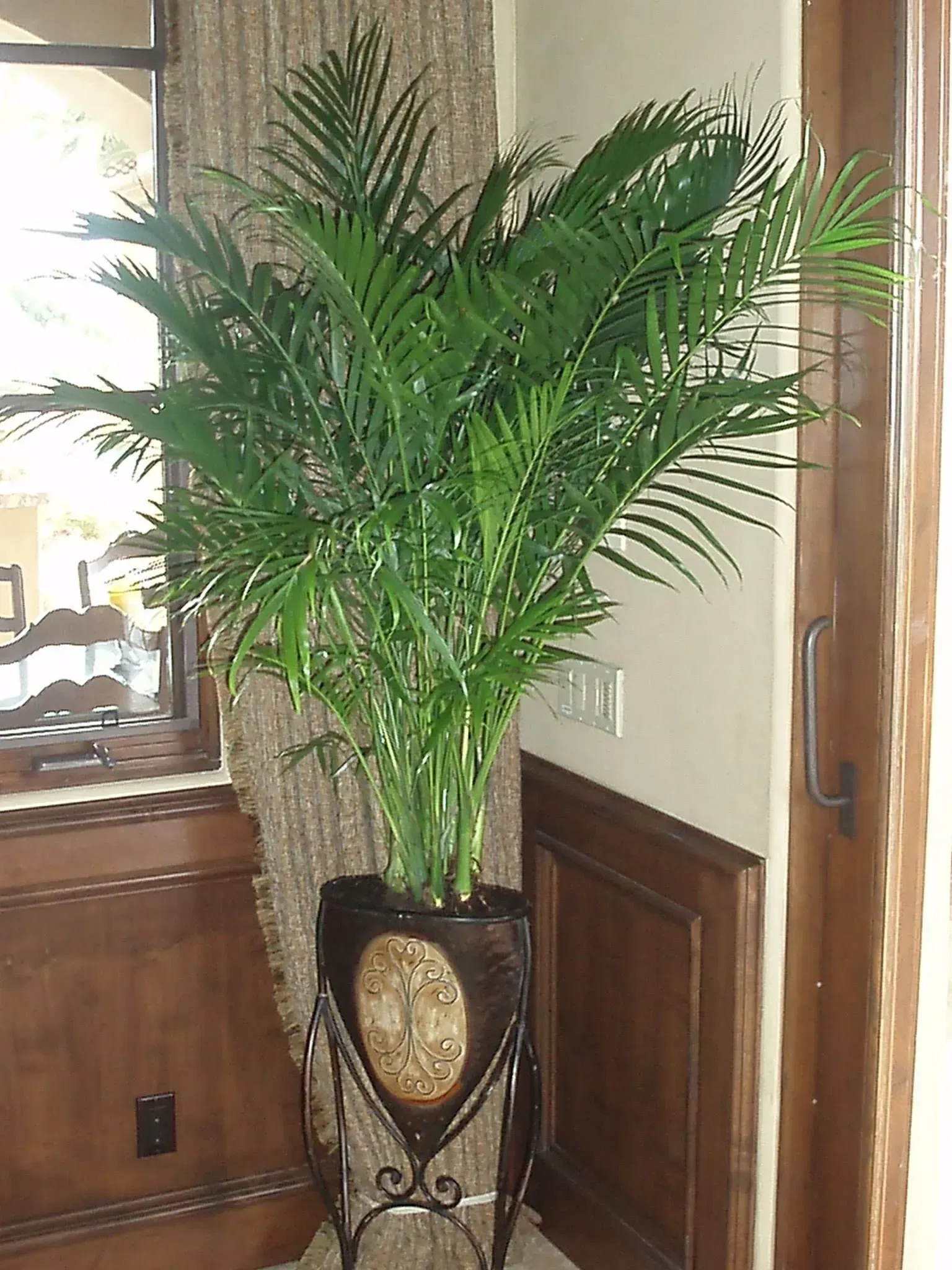 Tall potted palm plant by a wooden door and wall.