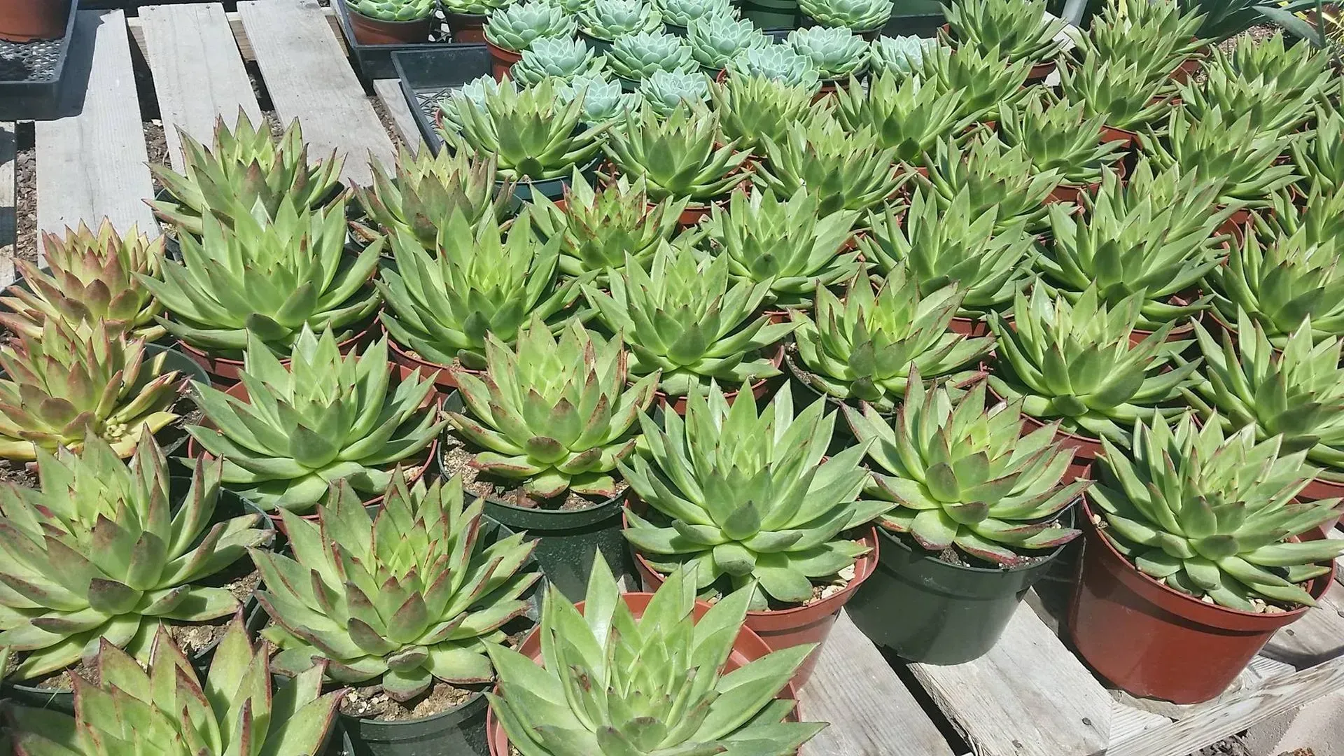 Rows of green succulent plants in pots on wooden planks.