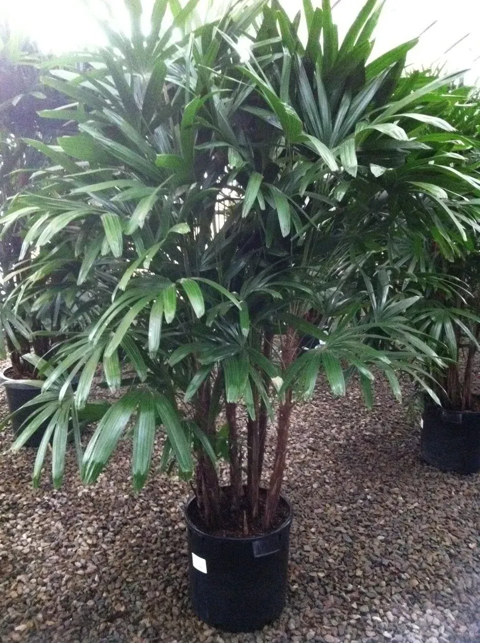 A potted bamboo palm with dark green, fan-like leaves and brown stems.