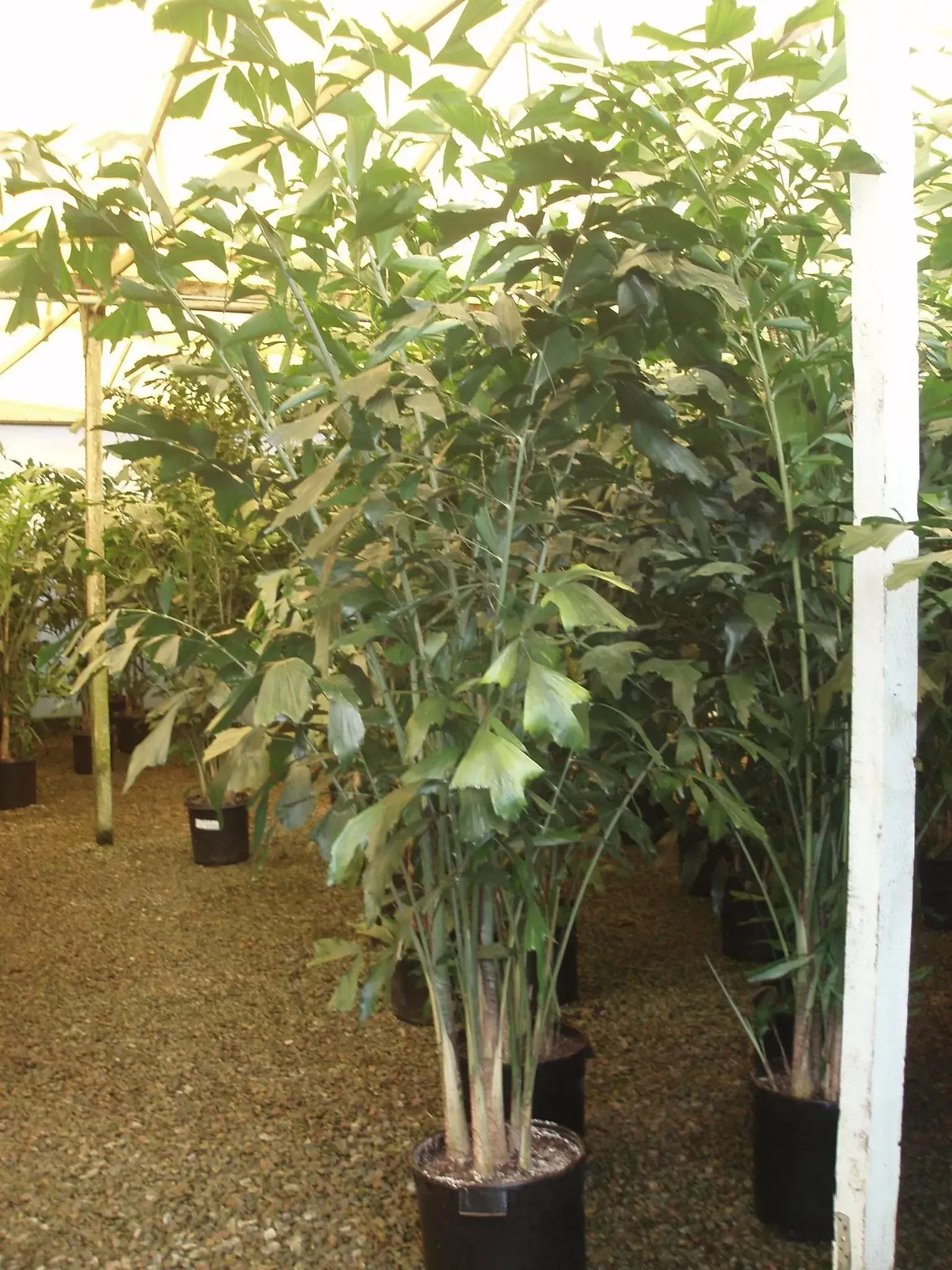 Tall, leafy plants in black pots inside a greenhouse. Sunlight illuminates the green foliage against a neutral backdrop.