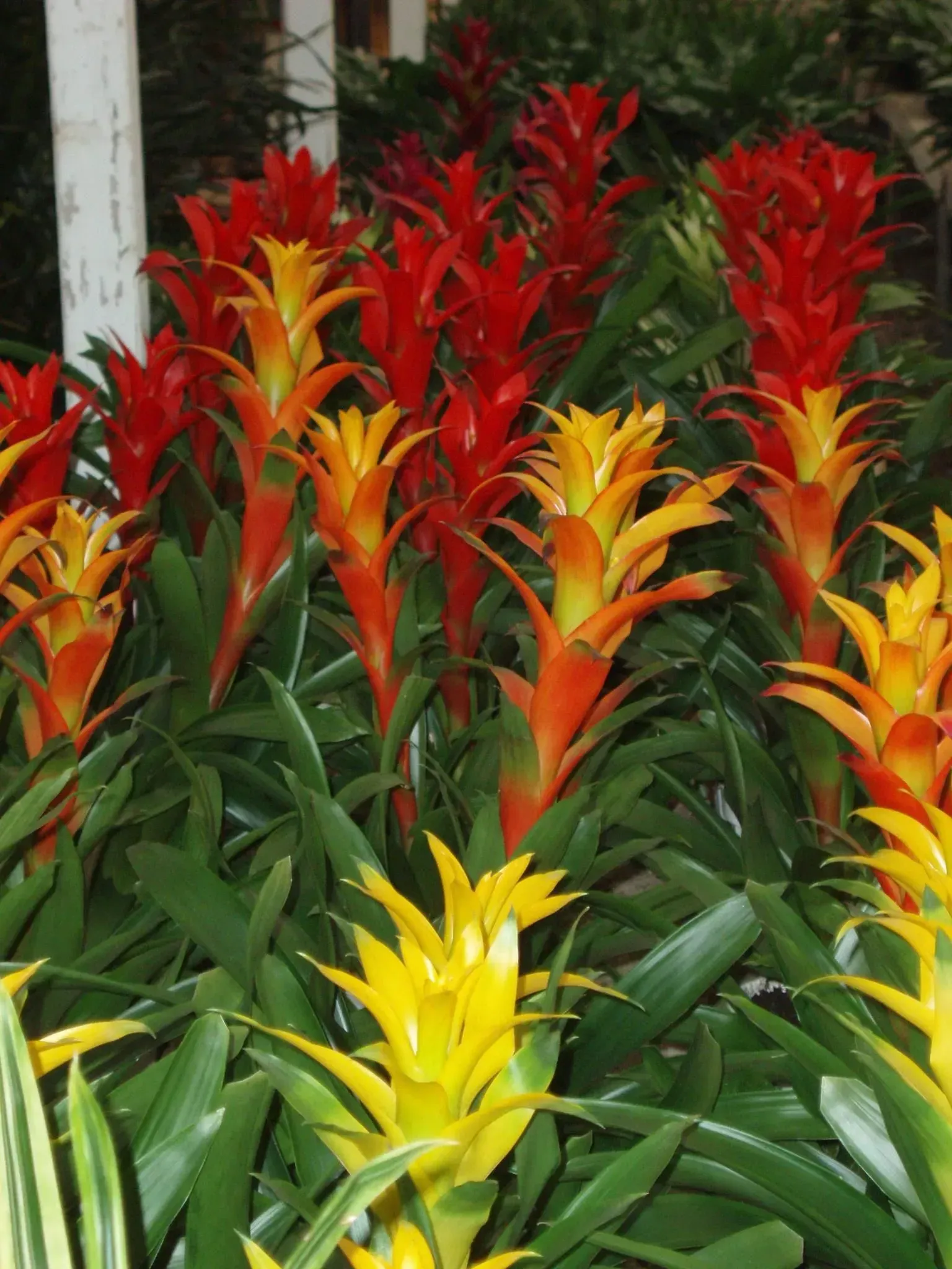 Red, orange, and yellow bromeliad flowers bloom from green foliage in a garden setting.
