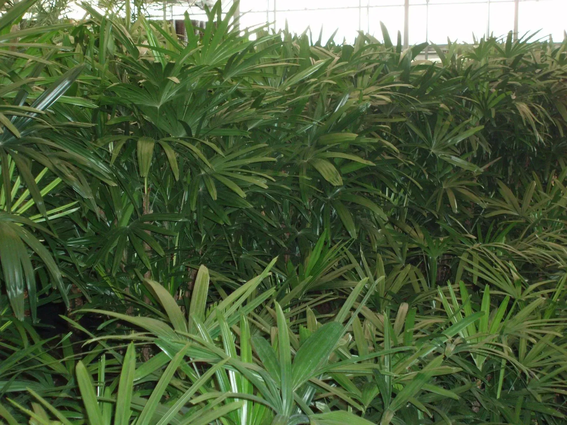 Green plants fill a greenhouse, with many fan-like leaves.