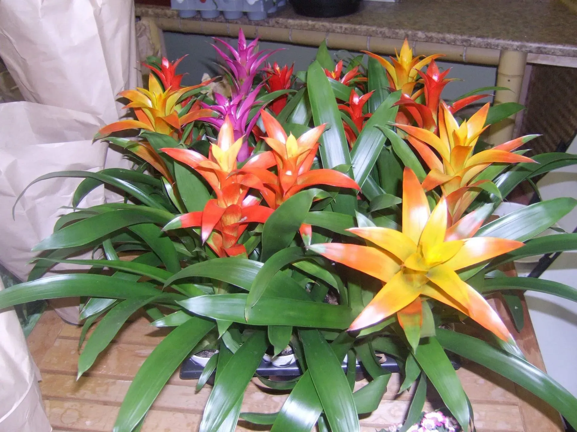 Colorful bromeliad plants with orange, yellow, and purple blooms and green leaves.