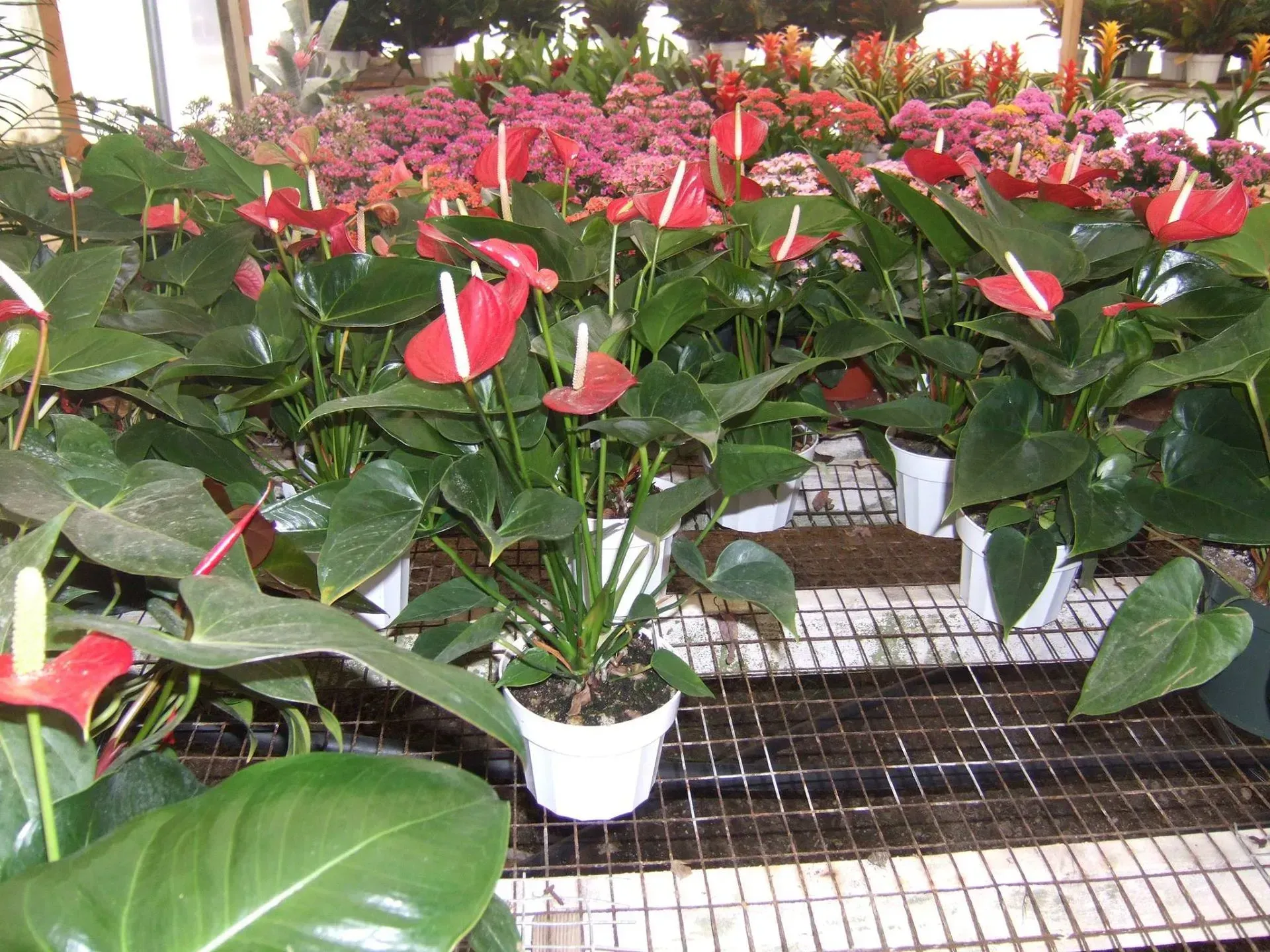 Rows of potted red Anthurium flowers in a greenhouse.