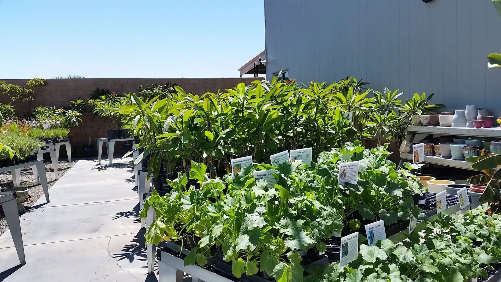 A sunny outdoor plant nursery with rows of green plants, labels, and a gray pathway.