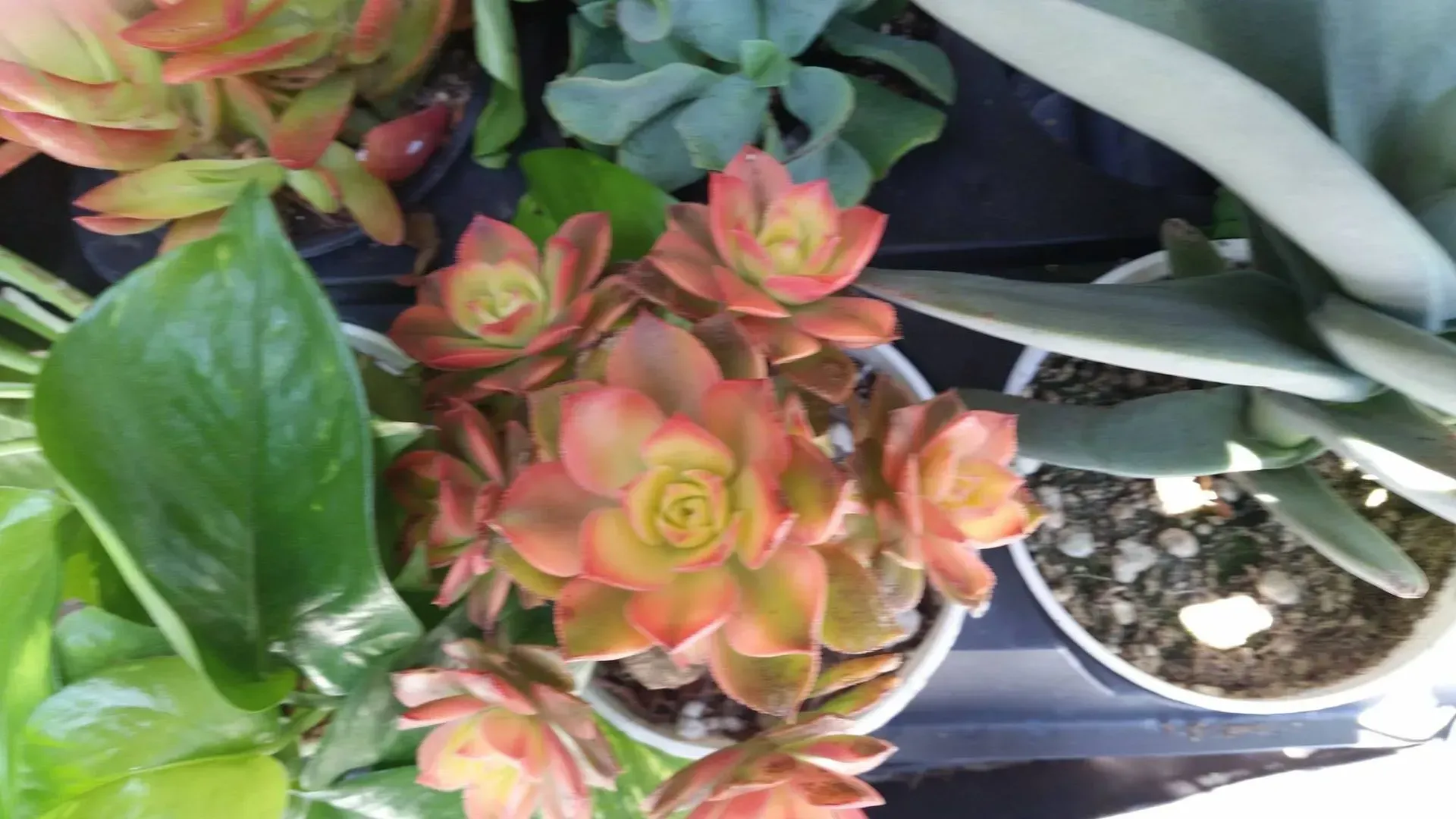 Orange-and-yellow succulent plant with circular rosettes, potted amongst other succulents and green plants.