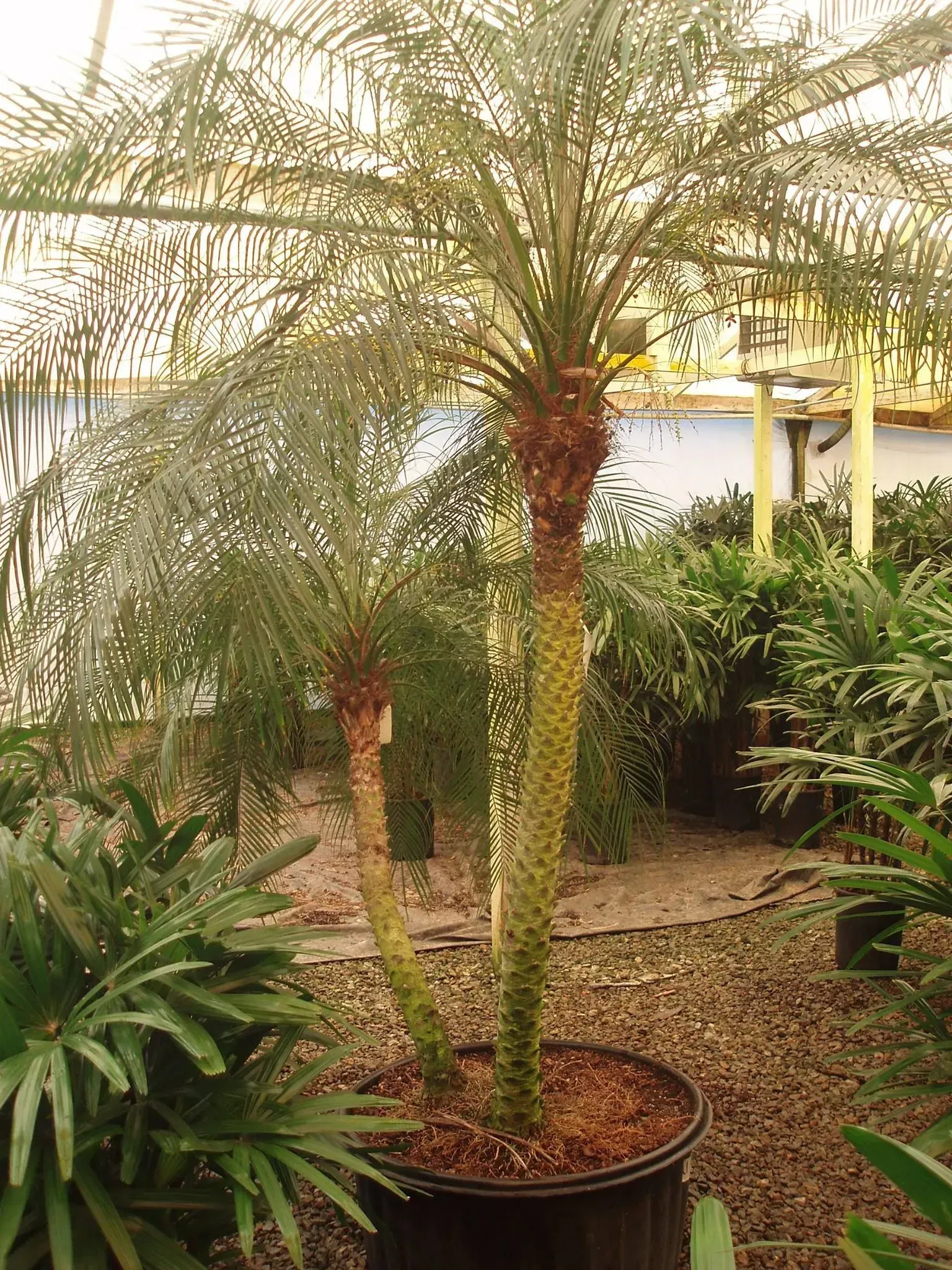Two palm trees in a large pot, set in a greenhouse.