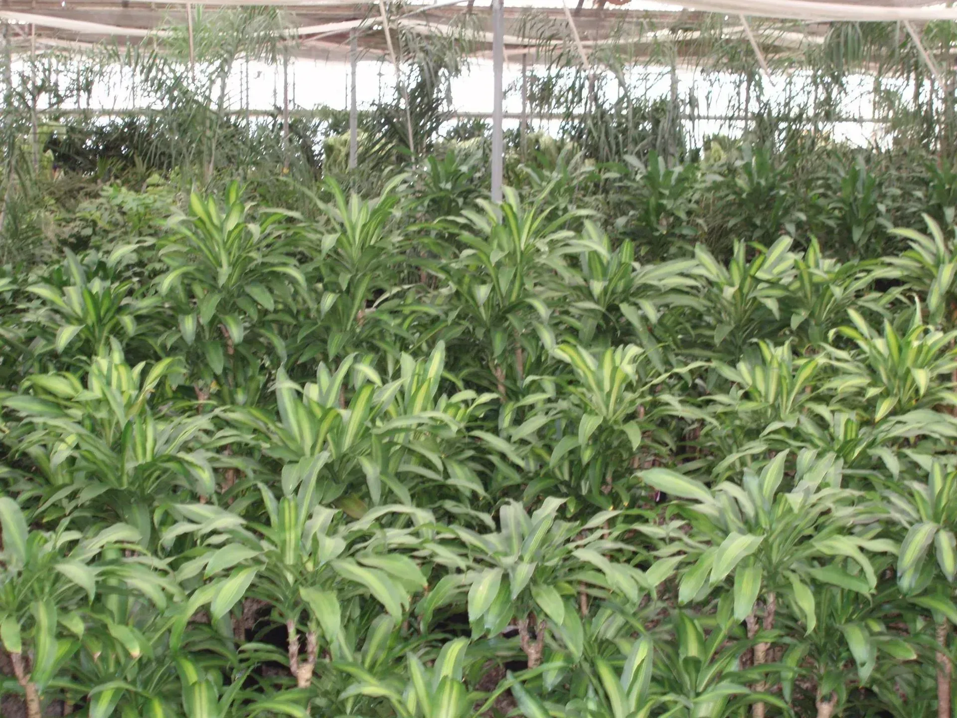 Greenhouse filled with rows of lush green plants with variegated leaves, under a bright, translucent roof.