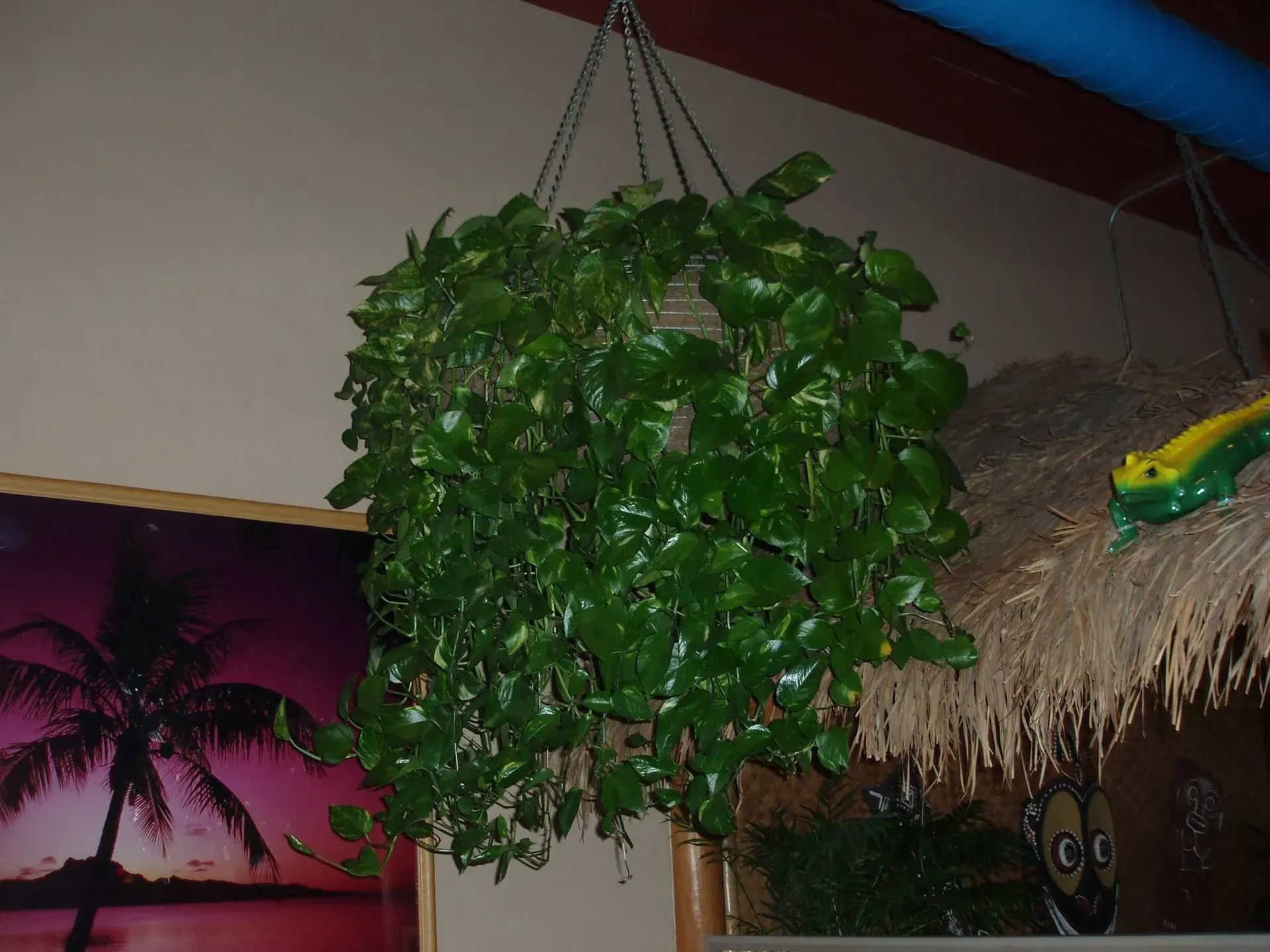 Hanging basket of leafy green plant, indoors near a tropical scene painting and thatched hut.
