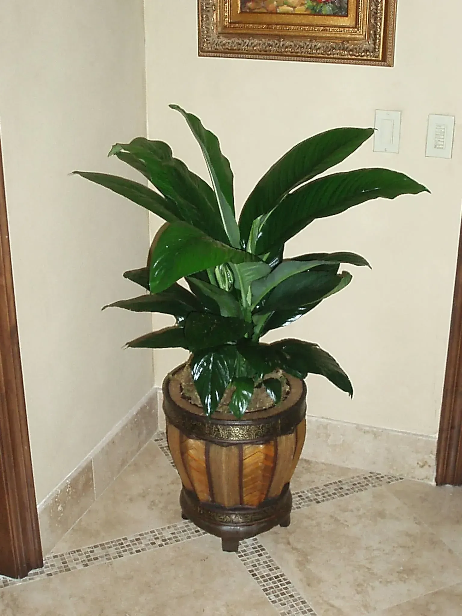 Large green plant in decorative wooden pot, inside a room.