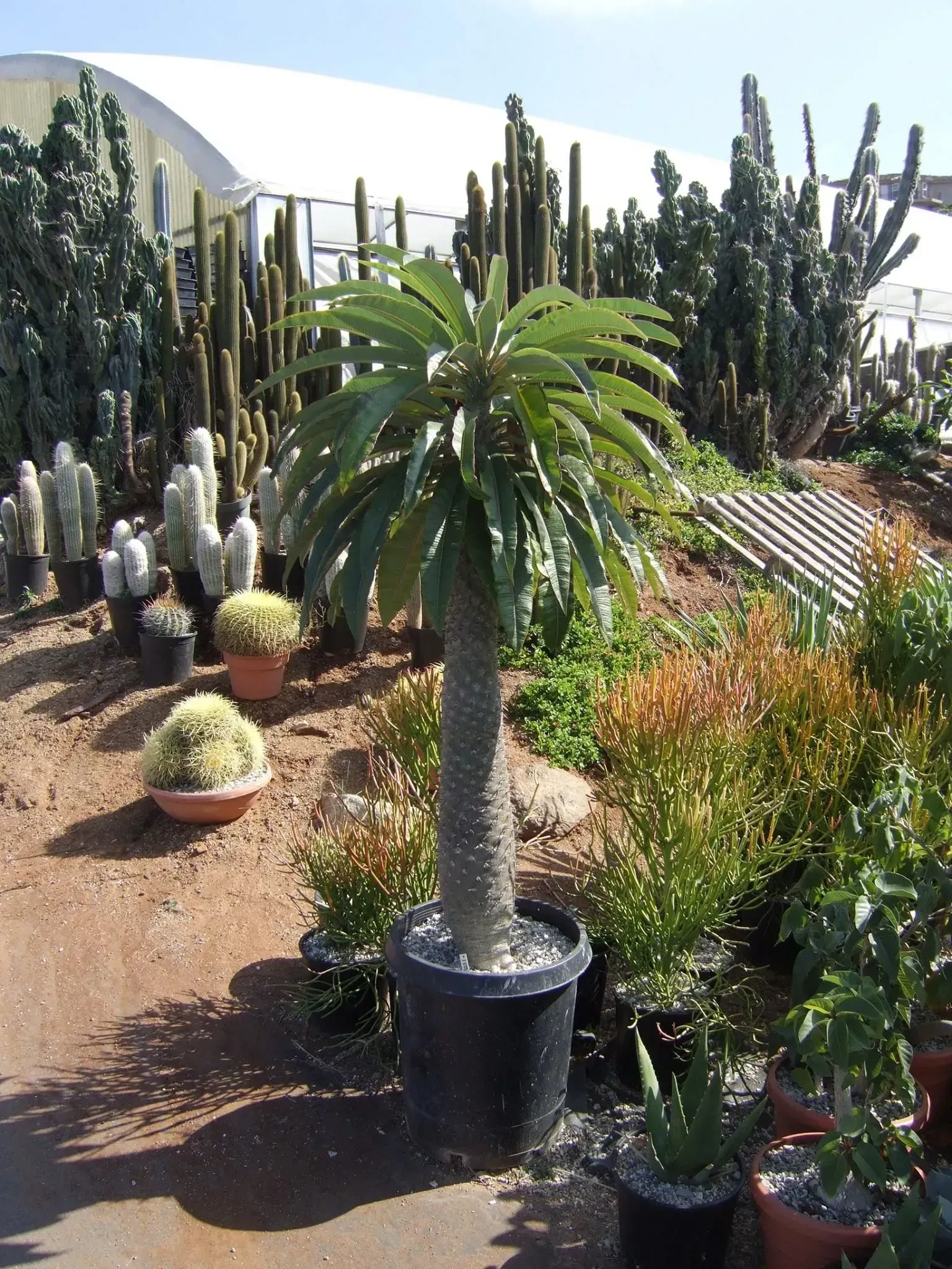 Palm-like plant in a black pot, surrounded by cacti and other plants in a sunny outdoor setting.