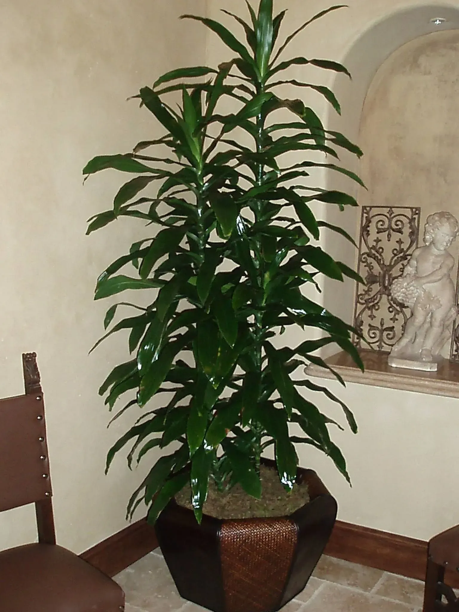 Tall, leafy green plant in a decorative, dark brown hexagonal pot, indoors against a textured wall and wood trim.