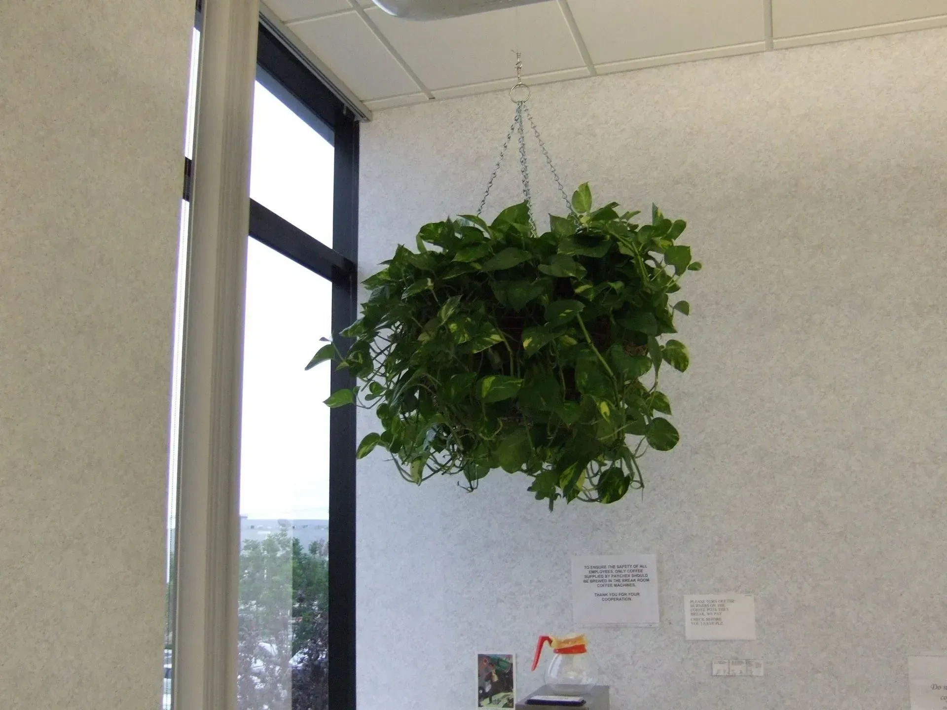 A hanging basket of green leafy plants in an office with a window.
