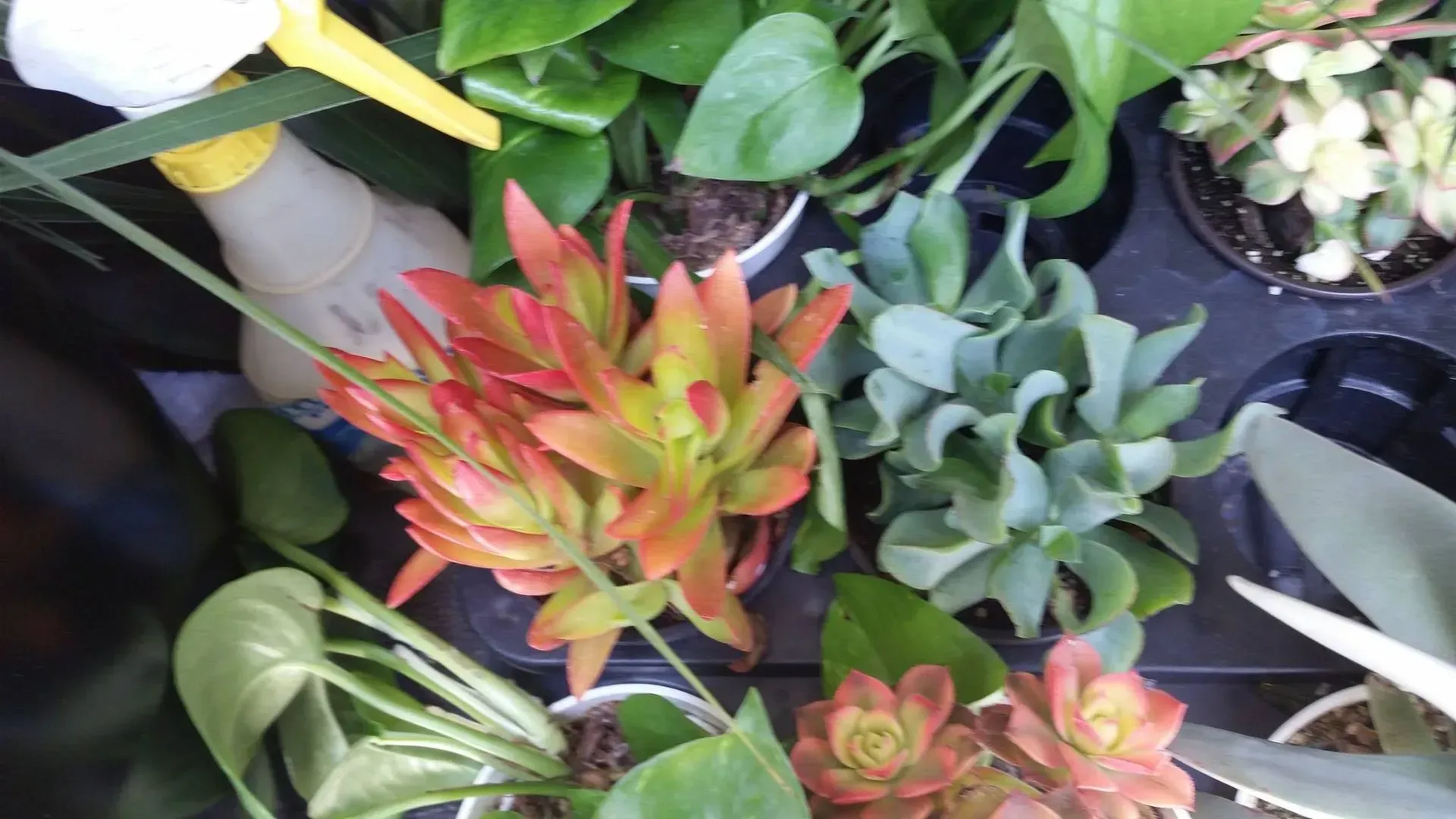 Overhead view of various potted succulents and plants in a black tray; orange, green, and yellow foliage.
