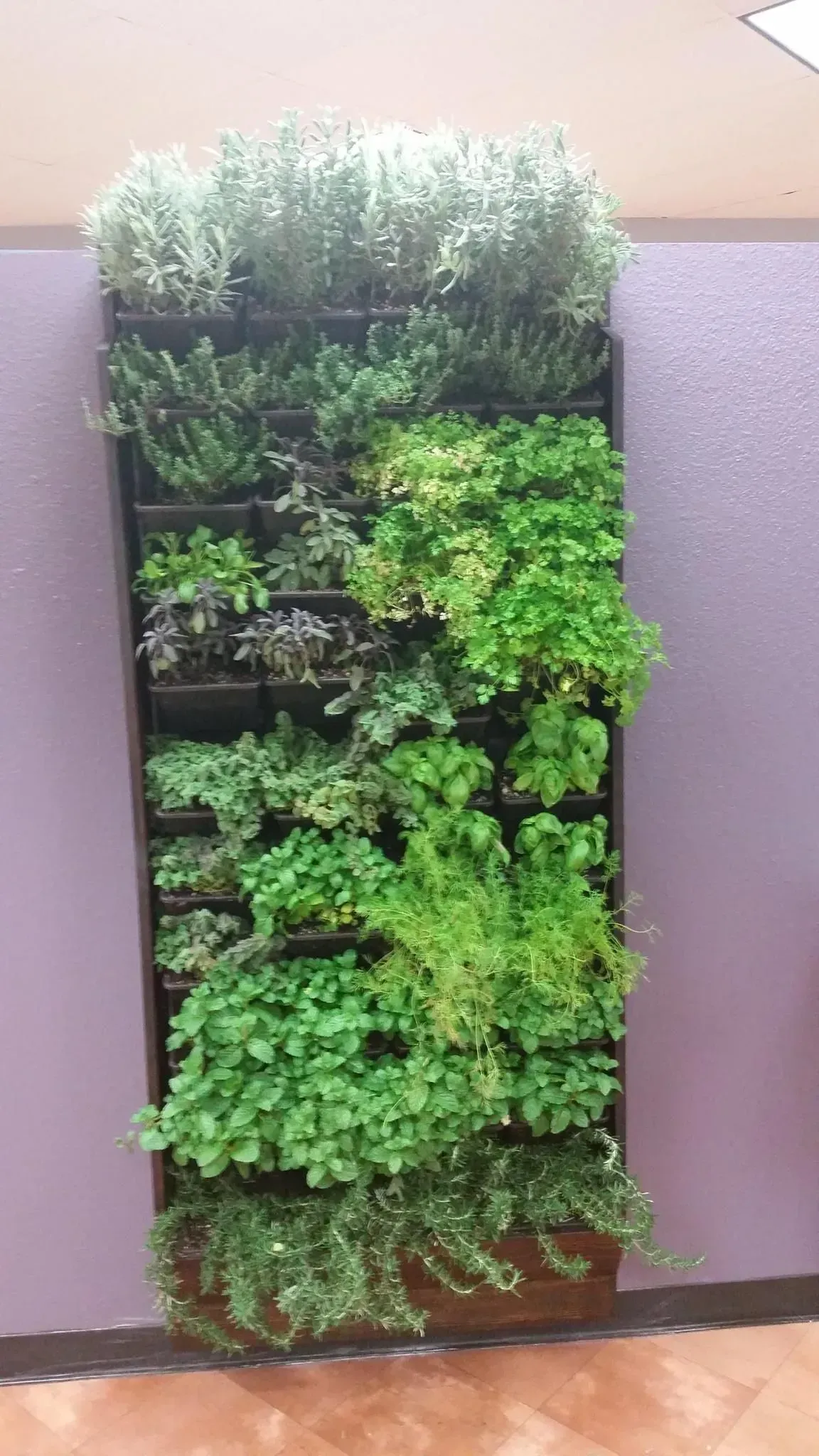Vertical herb garden in a black frame against a purple wall, lush green plants thriving.