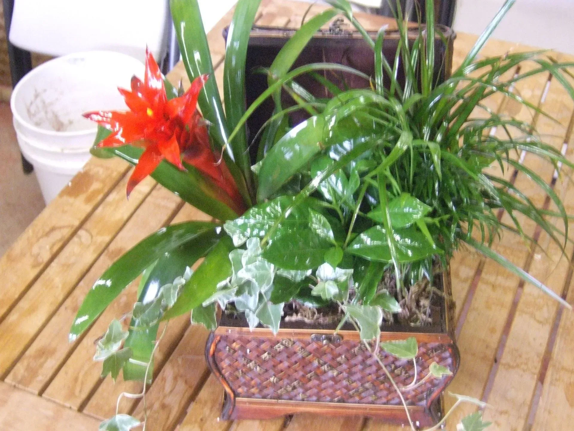 Planter with red flower, various green plants, decorative wooden box, on a wooden table.