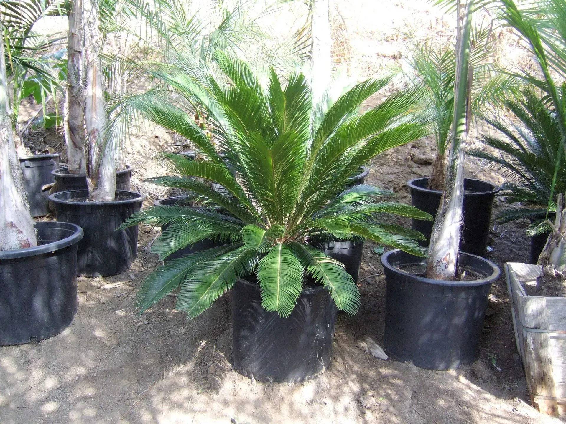 Green cycad palm in a black pot, surrounded by other potted plants in a sunny setting.