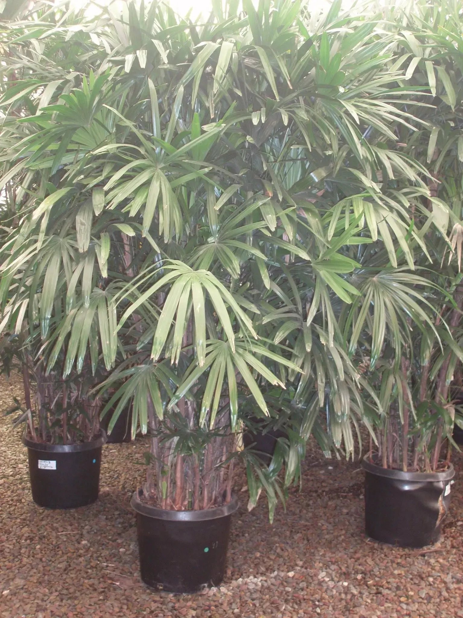 Three Rhapis excelsa plants in black pots, displaying lush, fan-shaped green leaves.