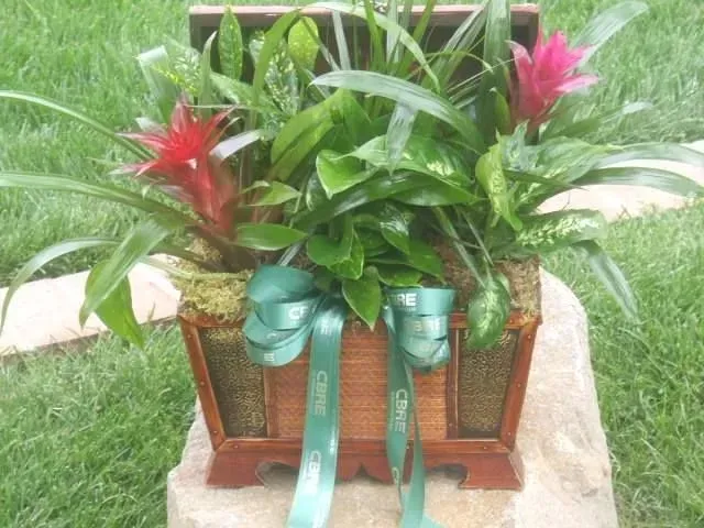 Wooden chest planter with green foliage and red bromeliads, tied with green ribbon, set on a stone.