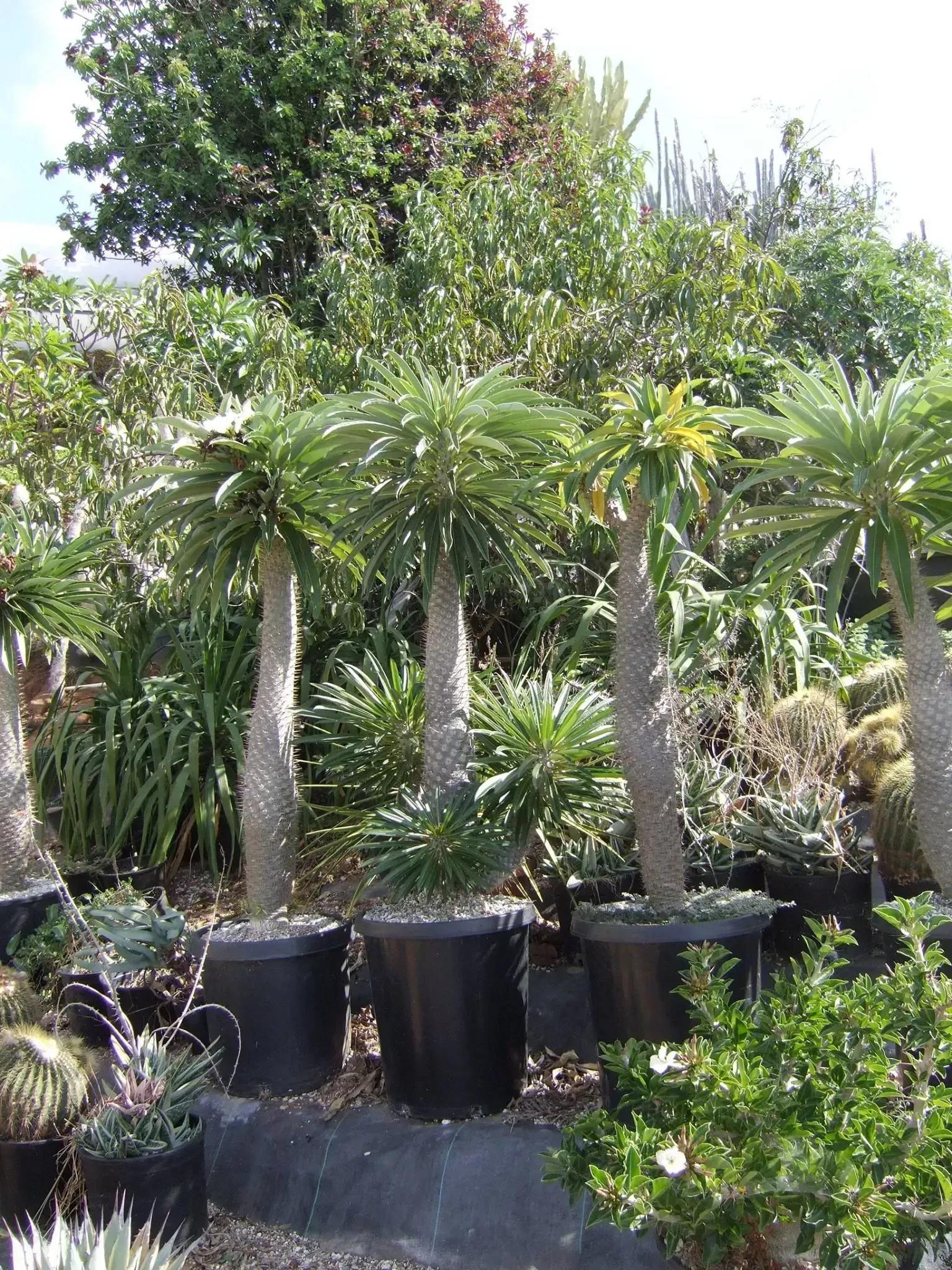 Potted Pachypodium lamerei plants with spiny stems and palm-like foliage in a nursery setting.