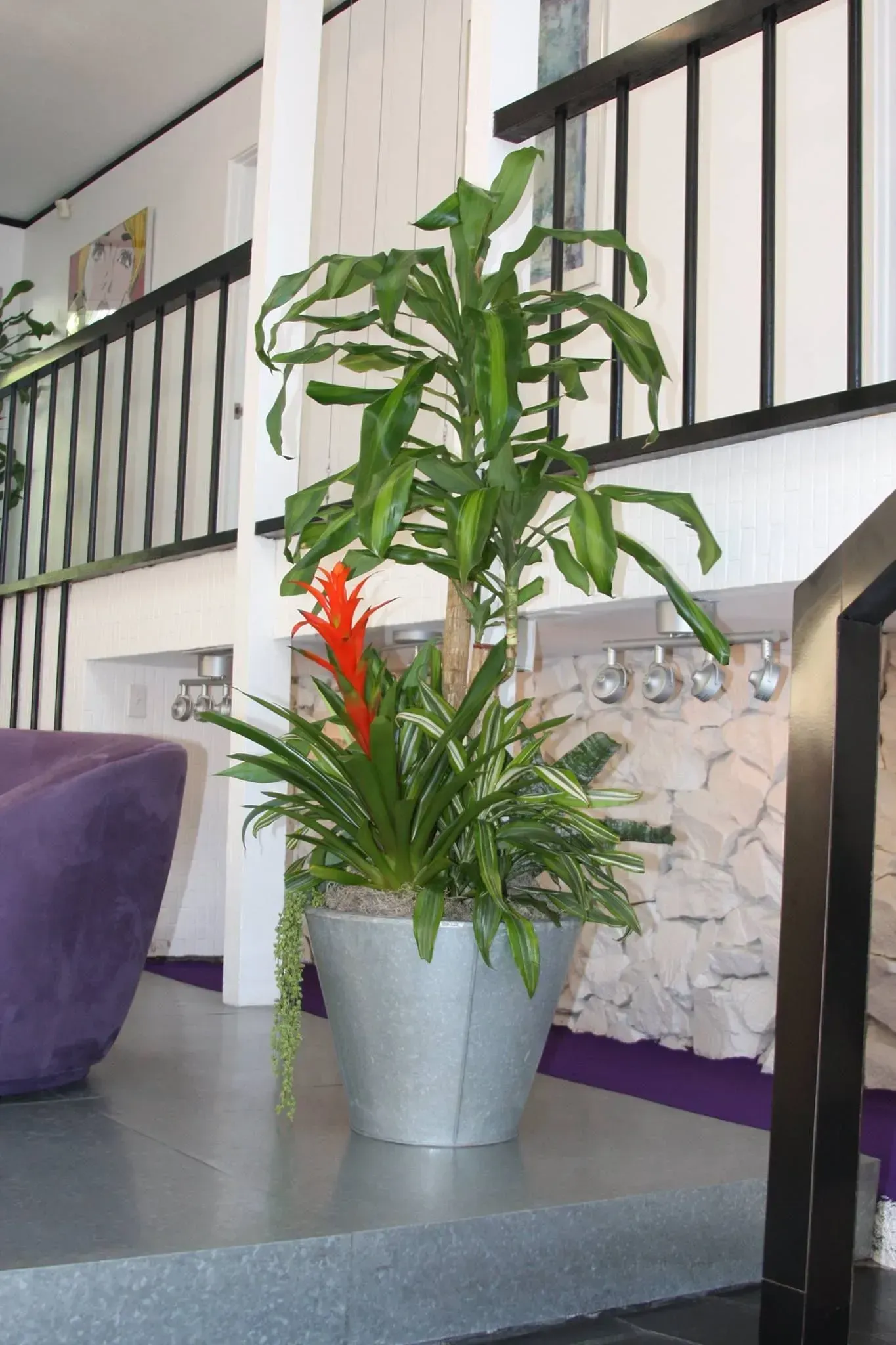 Tall potted plant with red flower, metal container, near a staircase and purple chair.