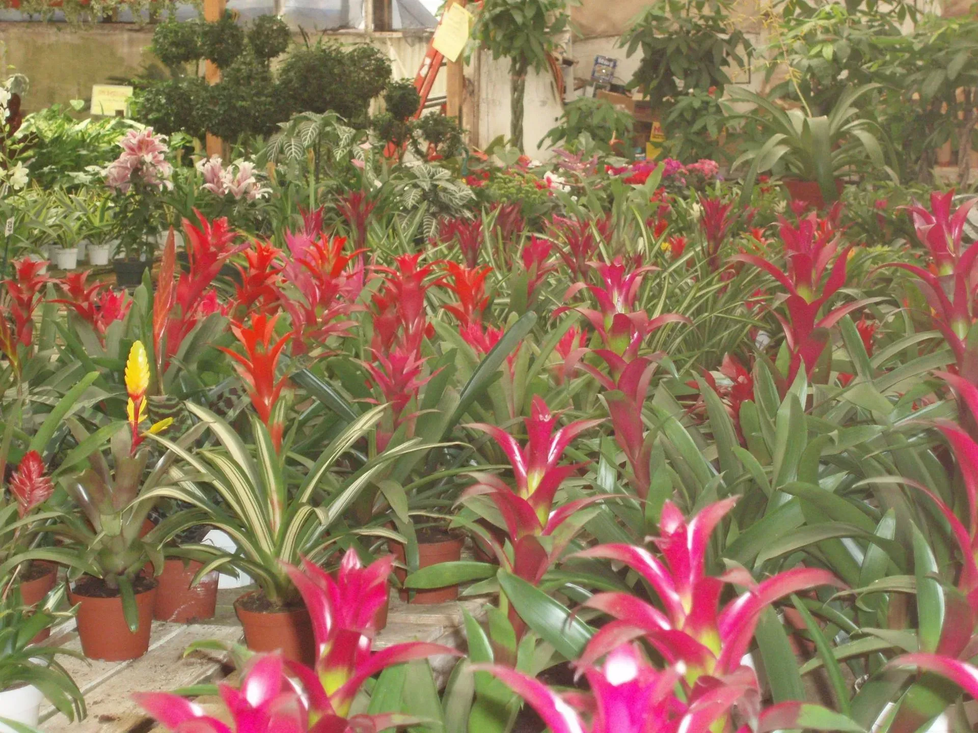 Rows of red flowering plants with green foliage in a garden shop.
