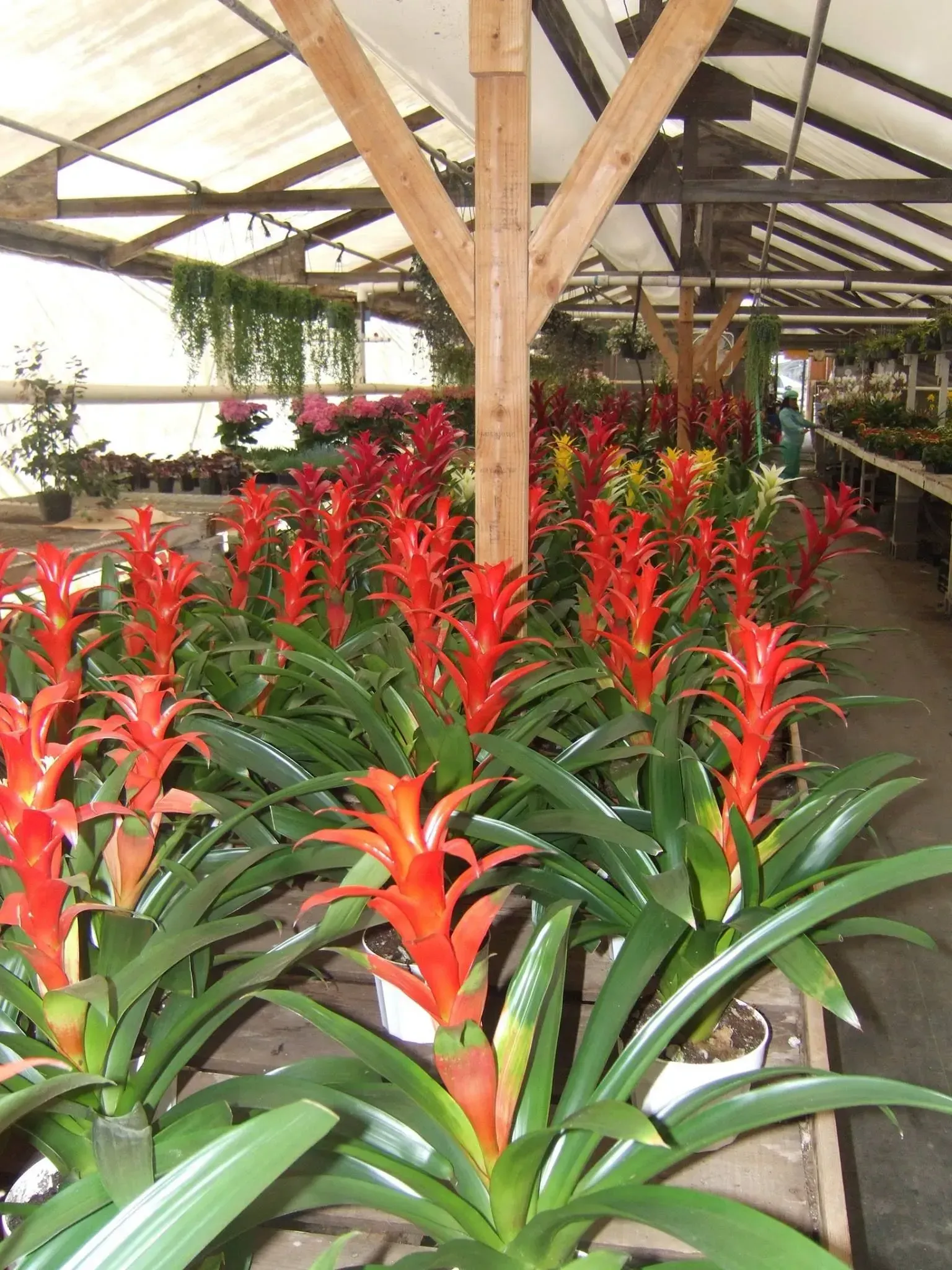 Rows of red-flowered bromeliads in a greenhouse, sunlight streaming through the roof.