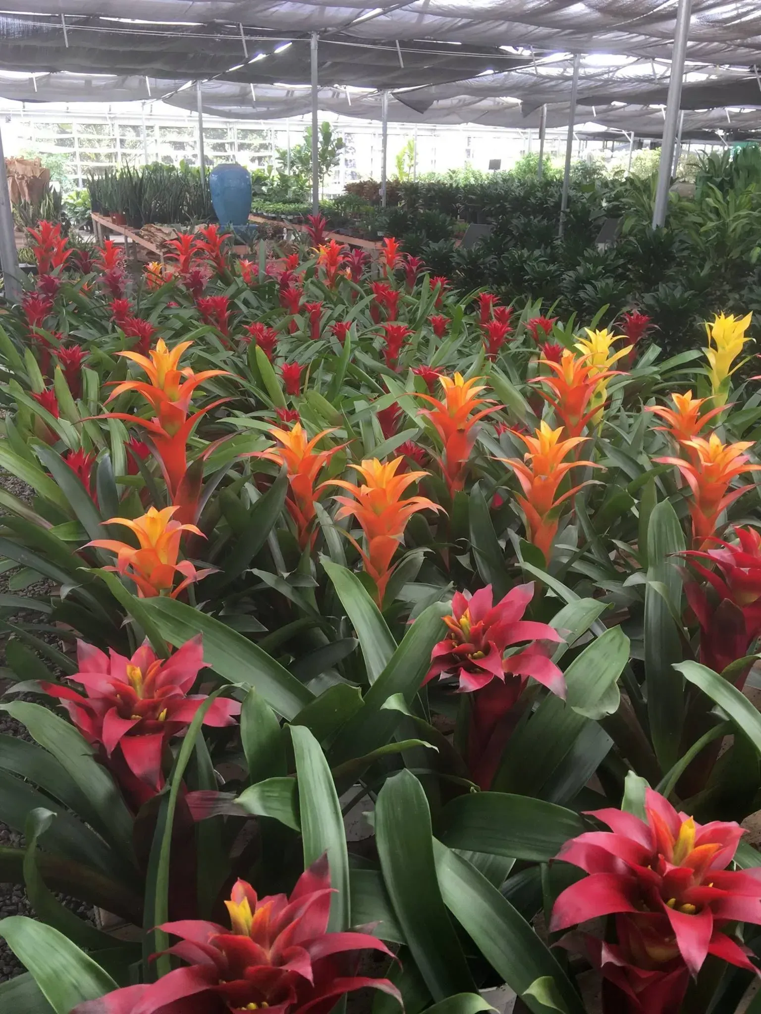 Rows of colorful bromeliad plants with orange, red, and yellow blooms in a greenhouse setting.