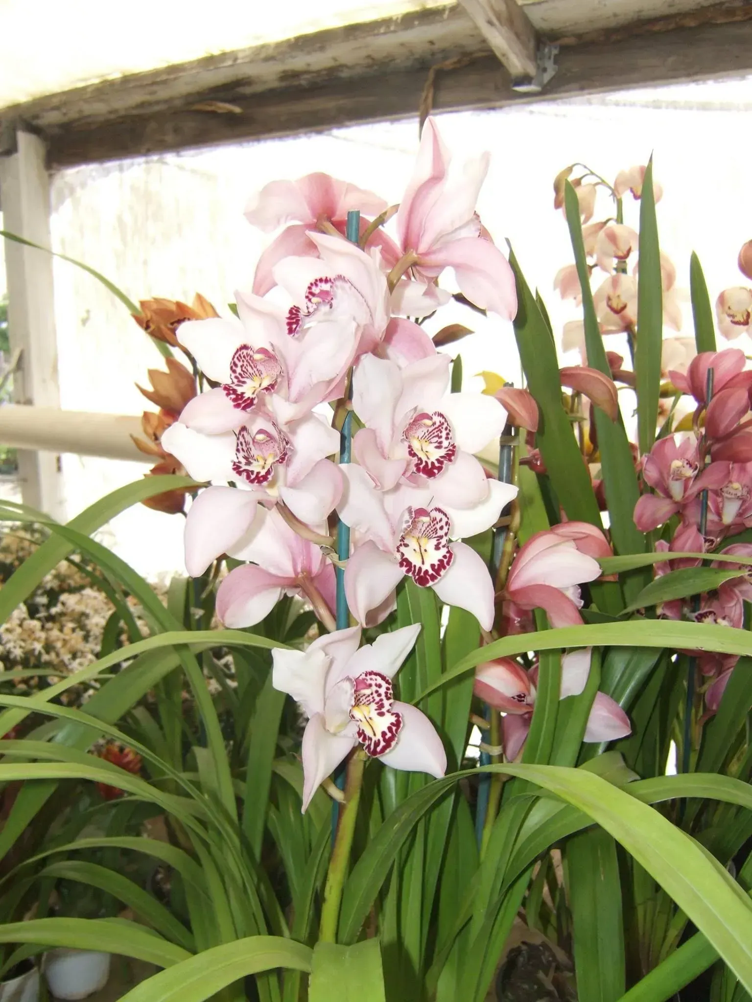 Light pink orchids with maroon markings, surrounded by green leaves and other orchids.
