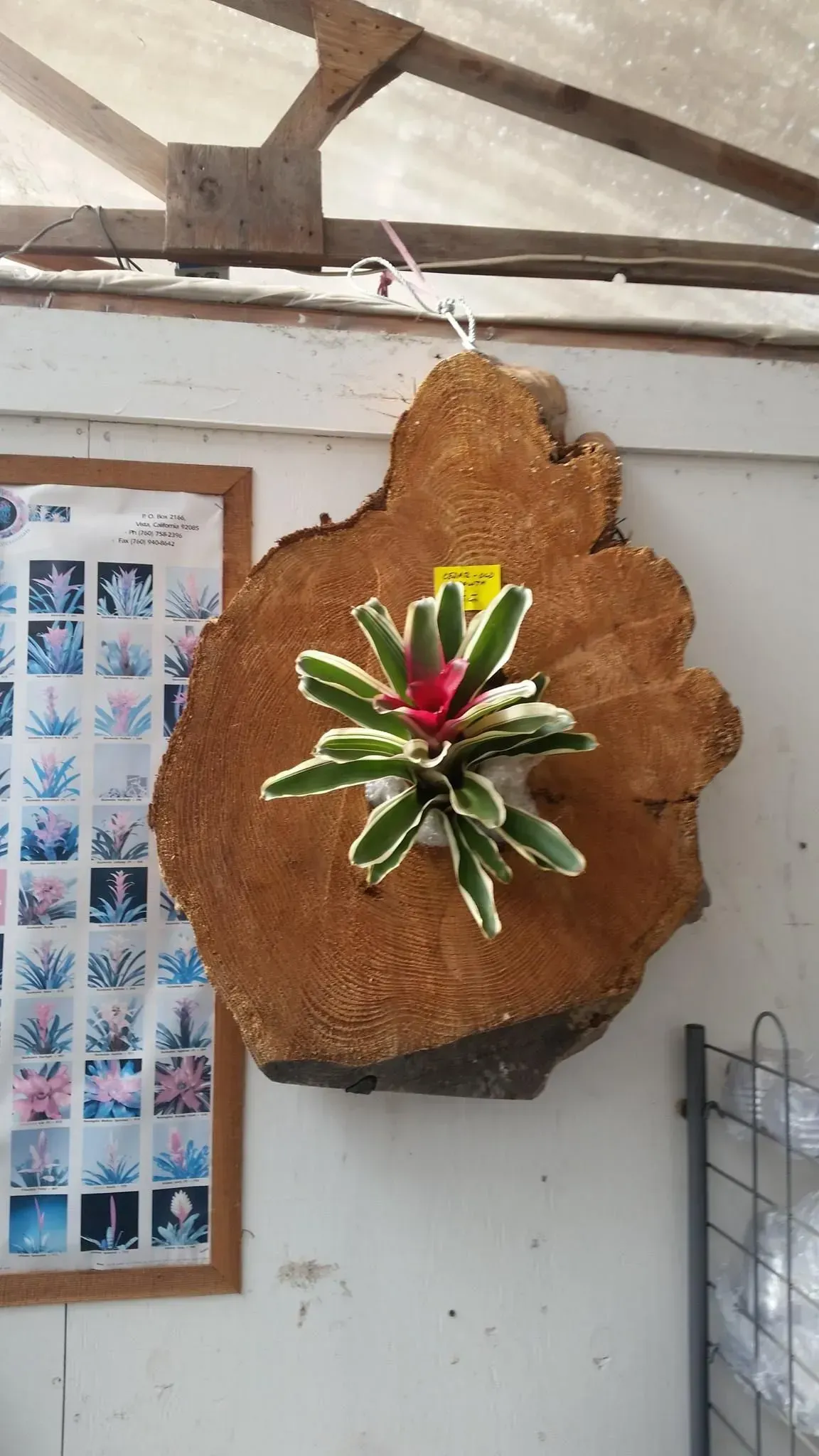 A bromeliad plant with red flowers and white-edged green leaves on a wood slab hanging on a wall.