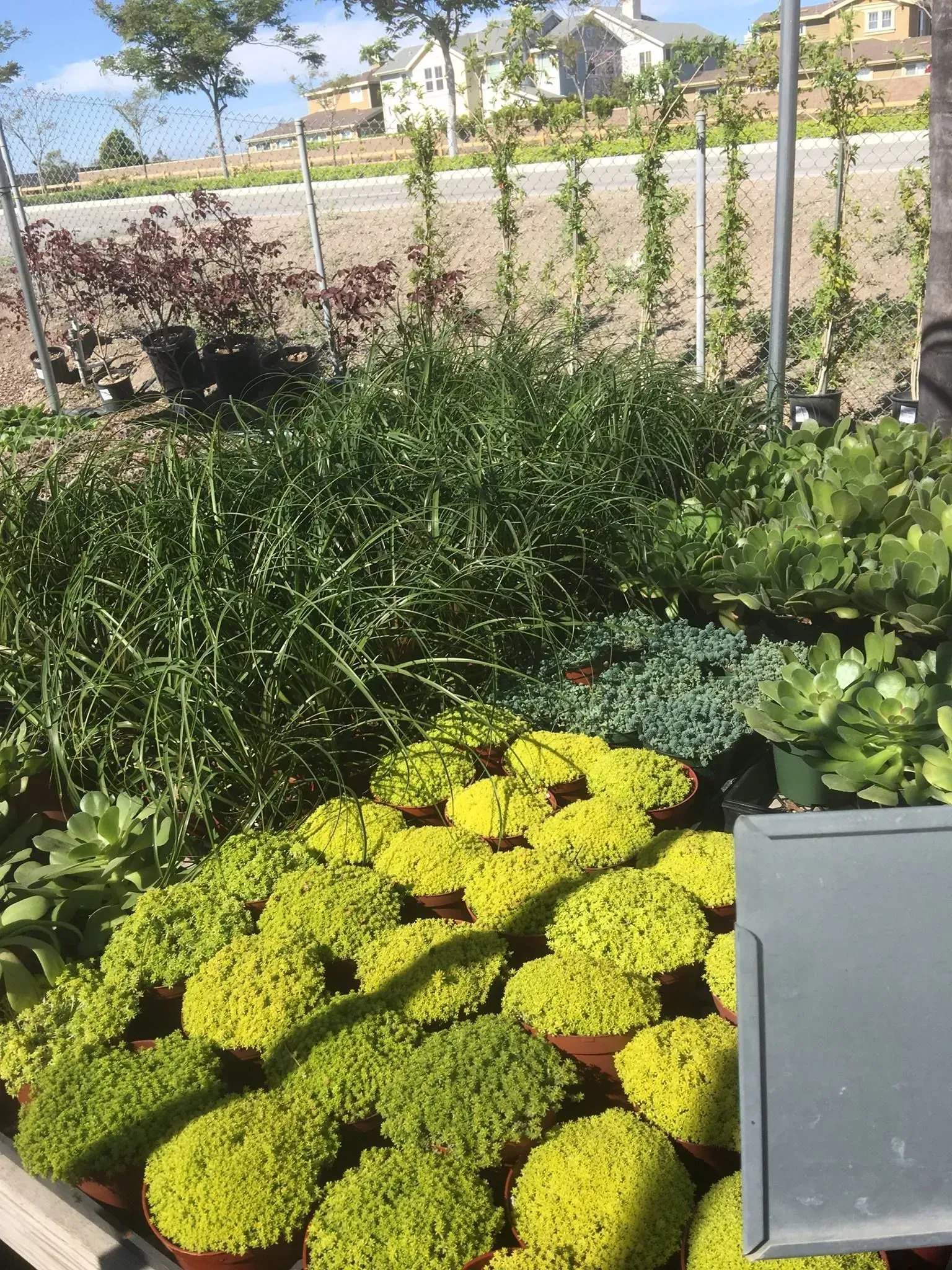 Green and yellow potted plants in a garden center, with a road and houses in the background.