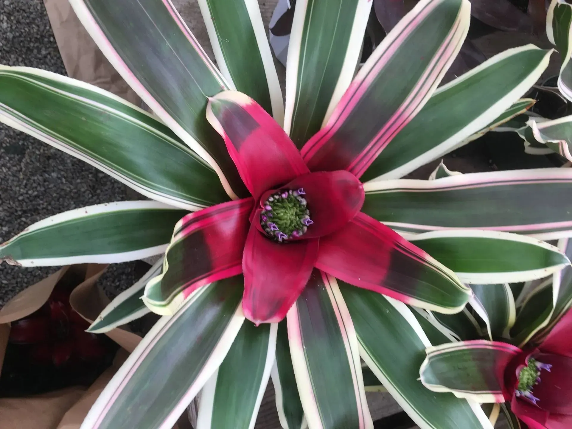 Red, pink, and green bromeliad with a star-shaped bloom and striped leaves.