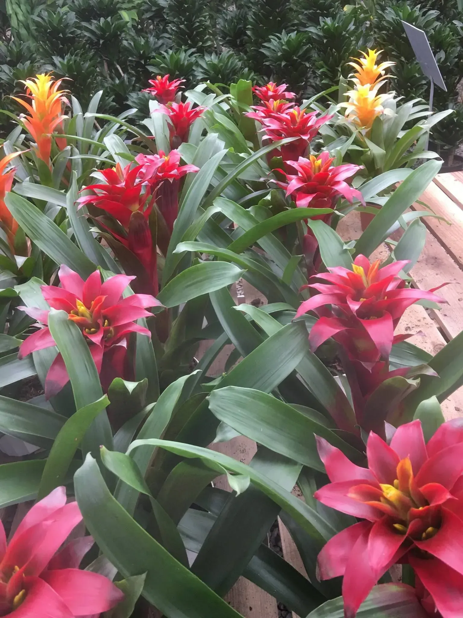 Bright red and orange bromeliad flowers with green leaves, growing in a garden setting.