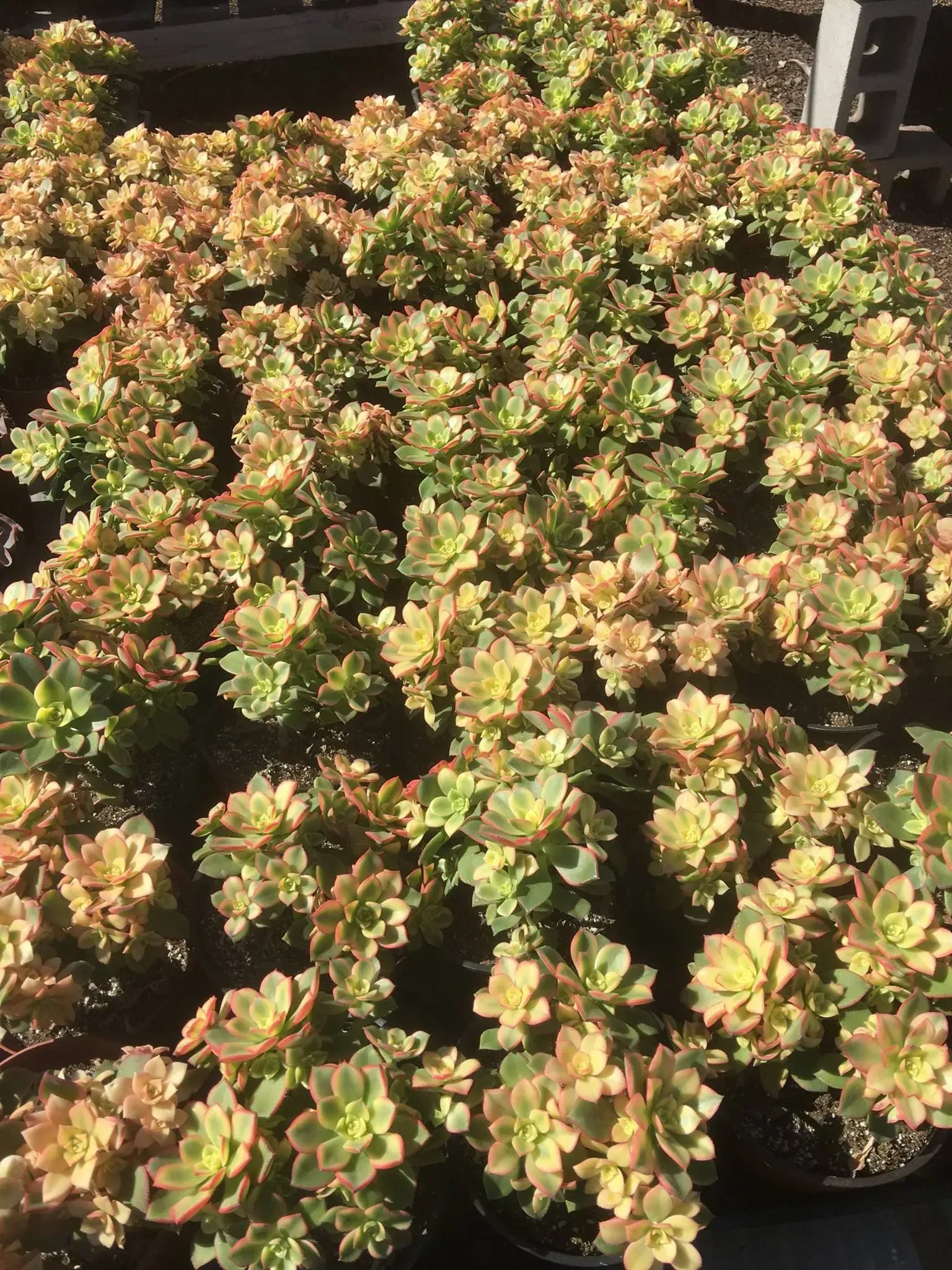 Clump of succulents with rosettes of green and gold leaves.