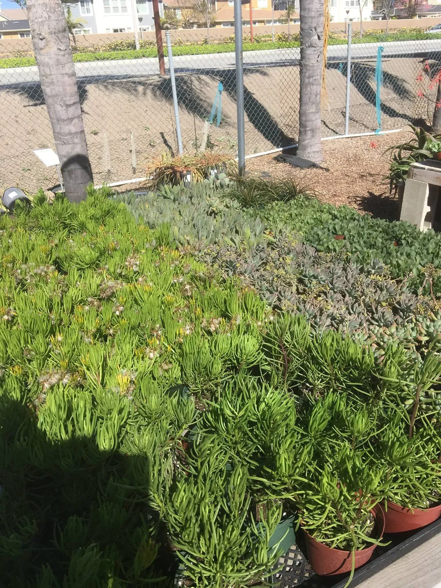 A bed of various succulents in shades of green and gray with palm trees and a fence in the background.