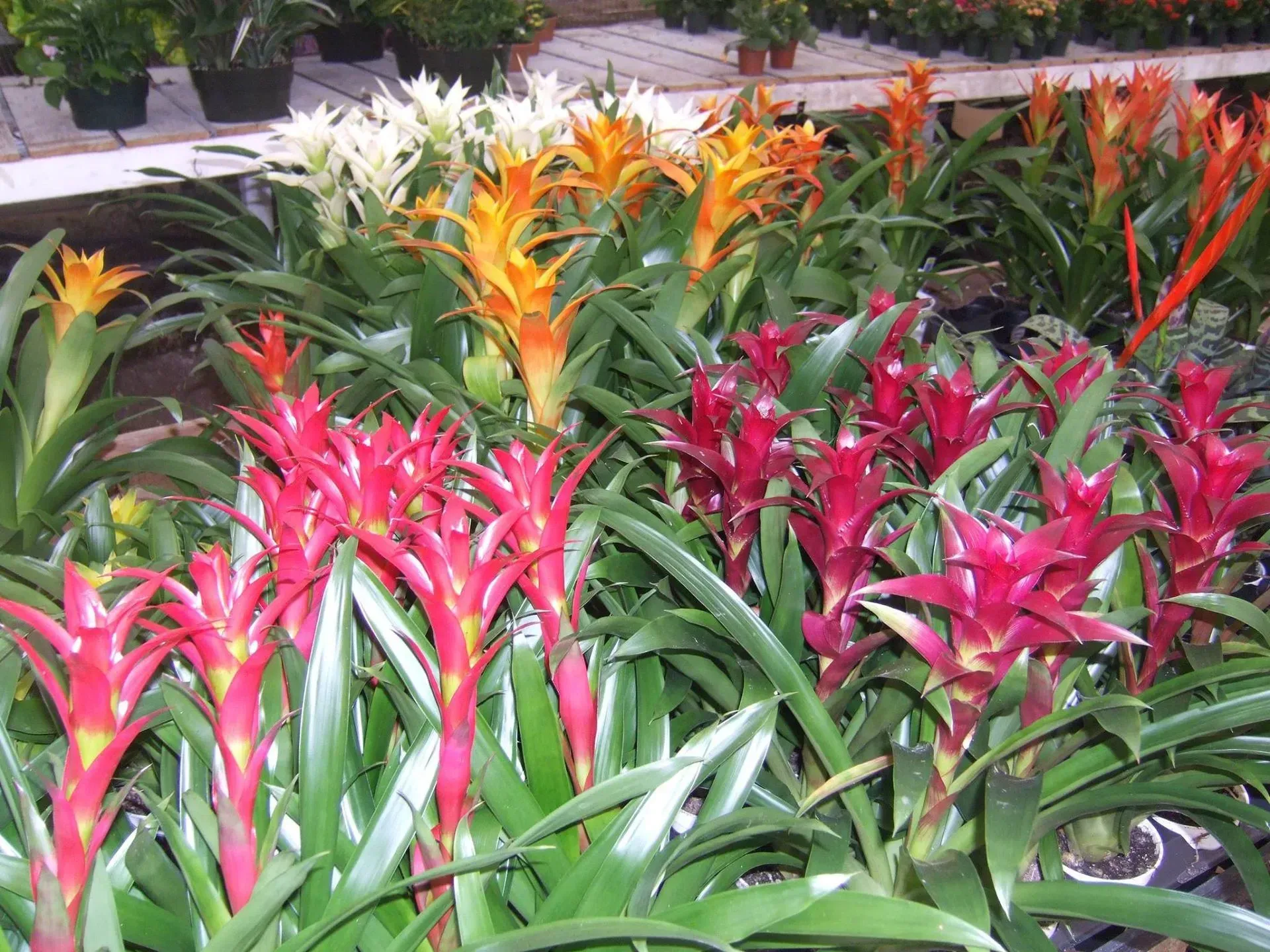 Rows of colorful bromeliad plants with red, orange, and white flower spikes and green foliage in a greenhouse.