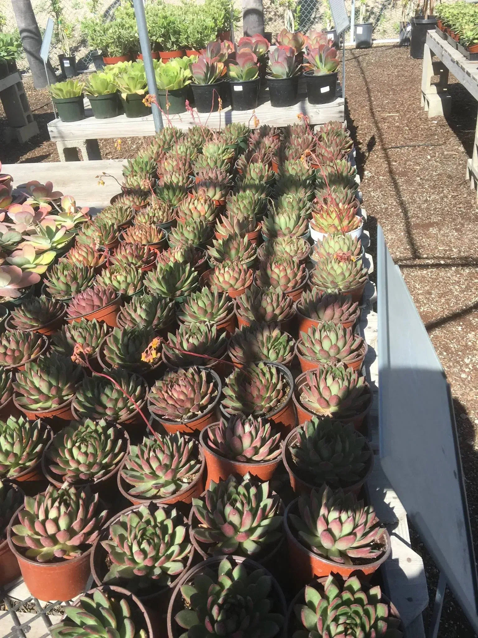 Rows of potted succulent plants in a greenhouse, featuring green and red hues.