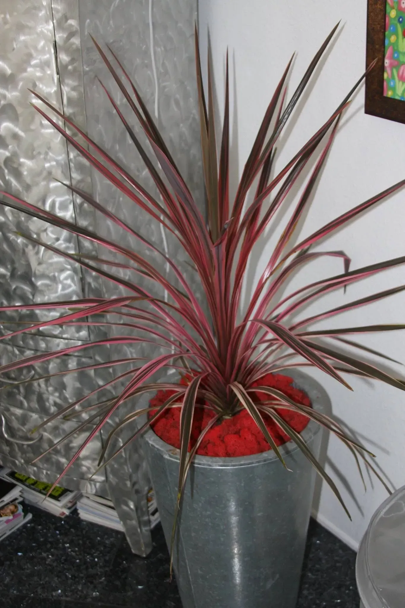 Tall potted plant with red and green leaves, in a grey cylindrical pot.